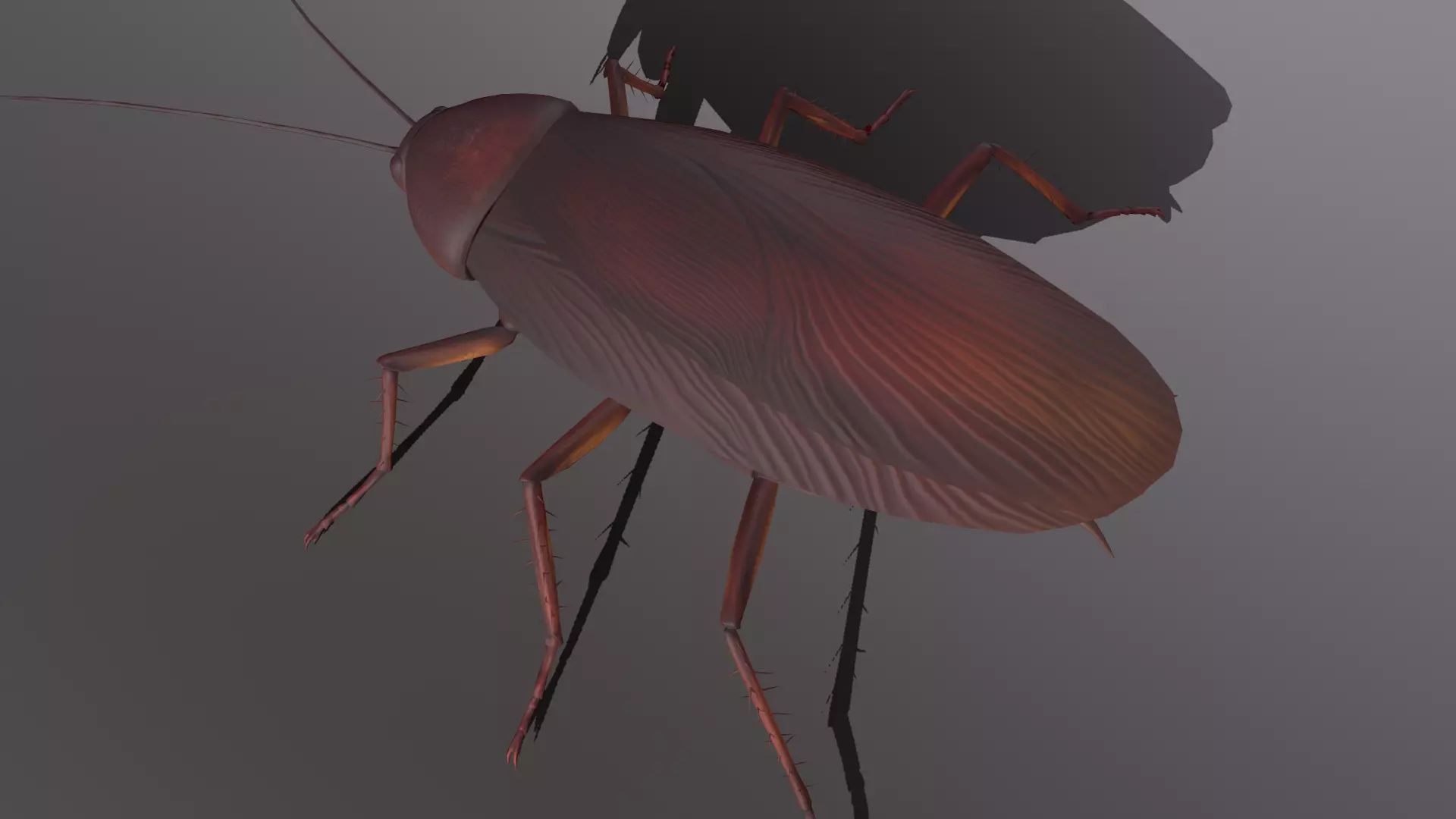 cockroach Low-poly 3D model