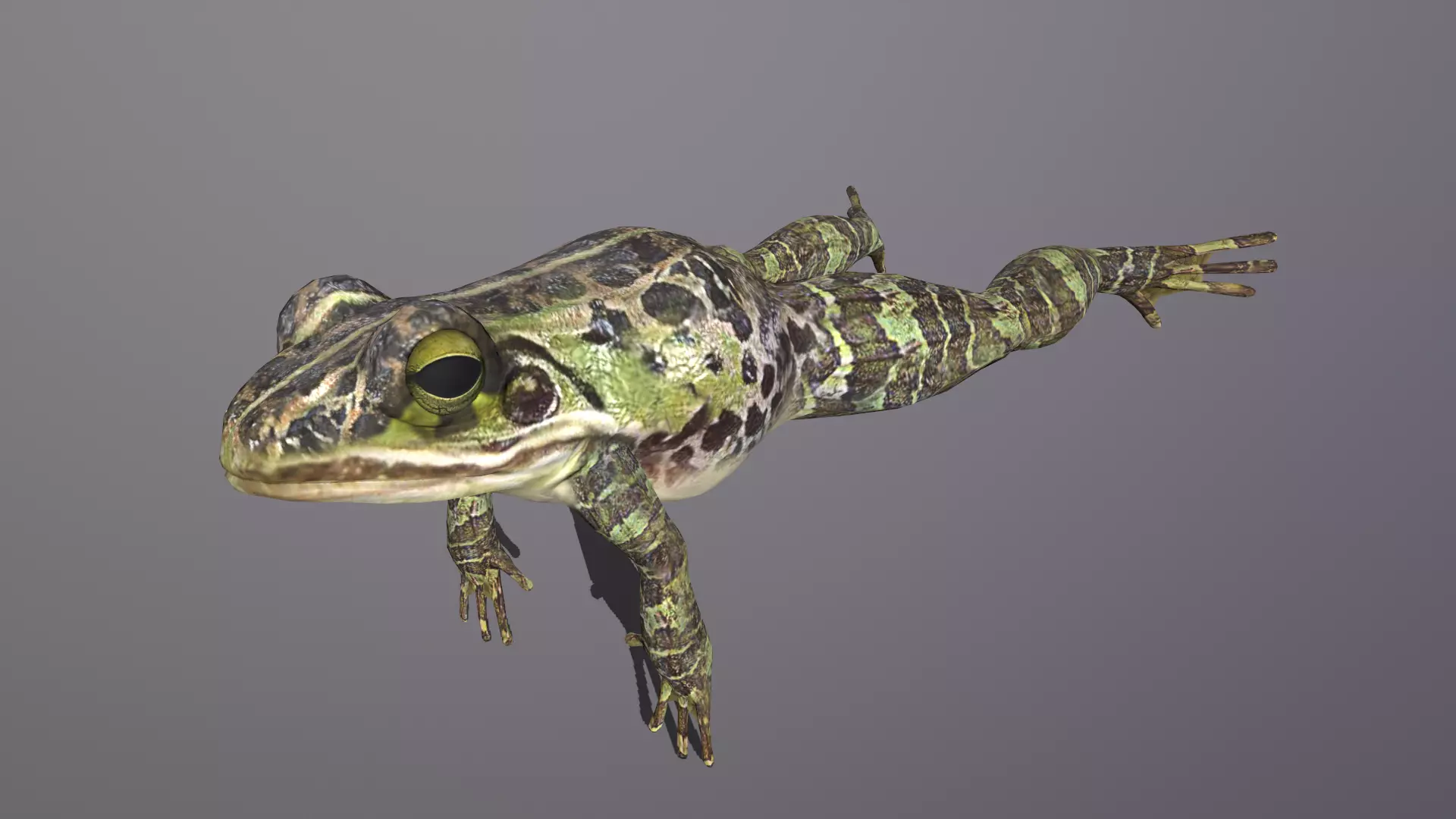 Green Frog Low-poly 3D model