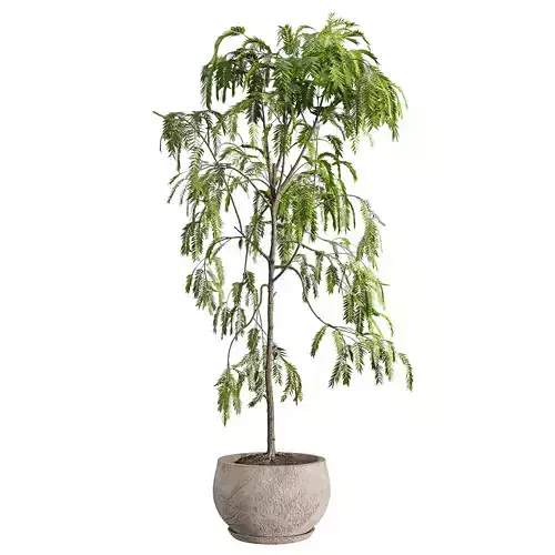 Drooping Willow Acacia Salicina Stone Planter