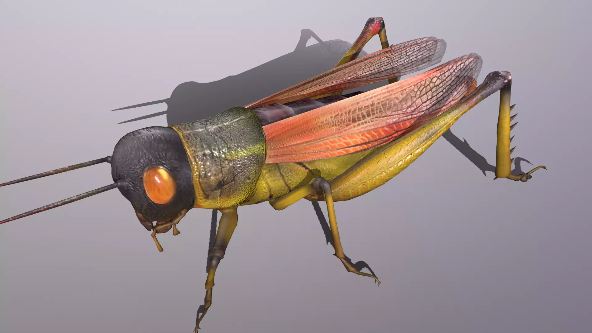 Locust Grasshopper Low-poly 3D model