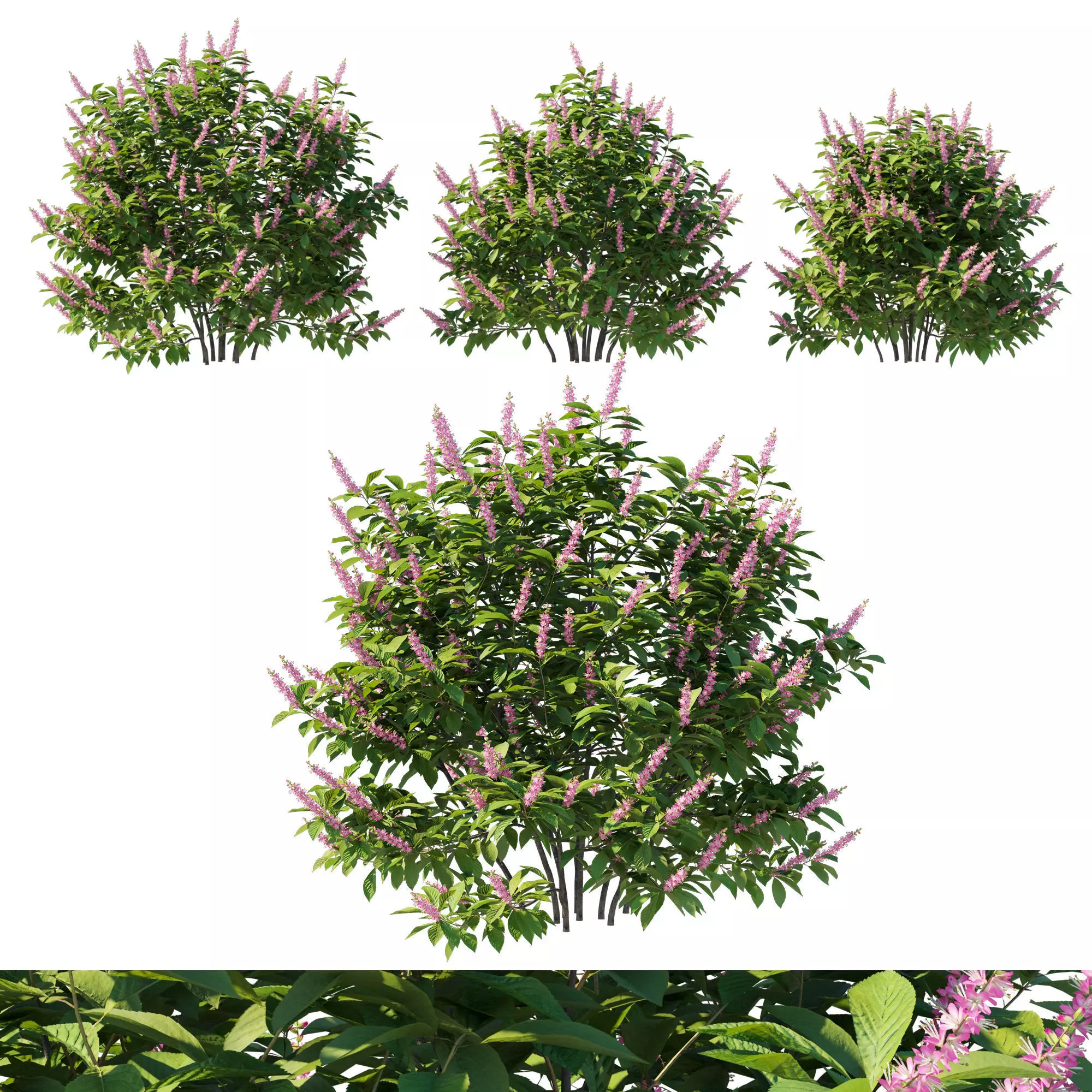 Clethra Alnifolia Sixteen Candles 02 3D model