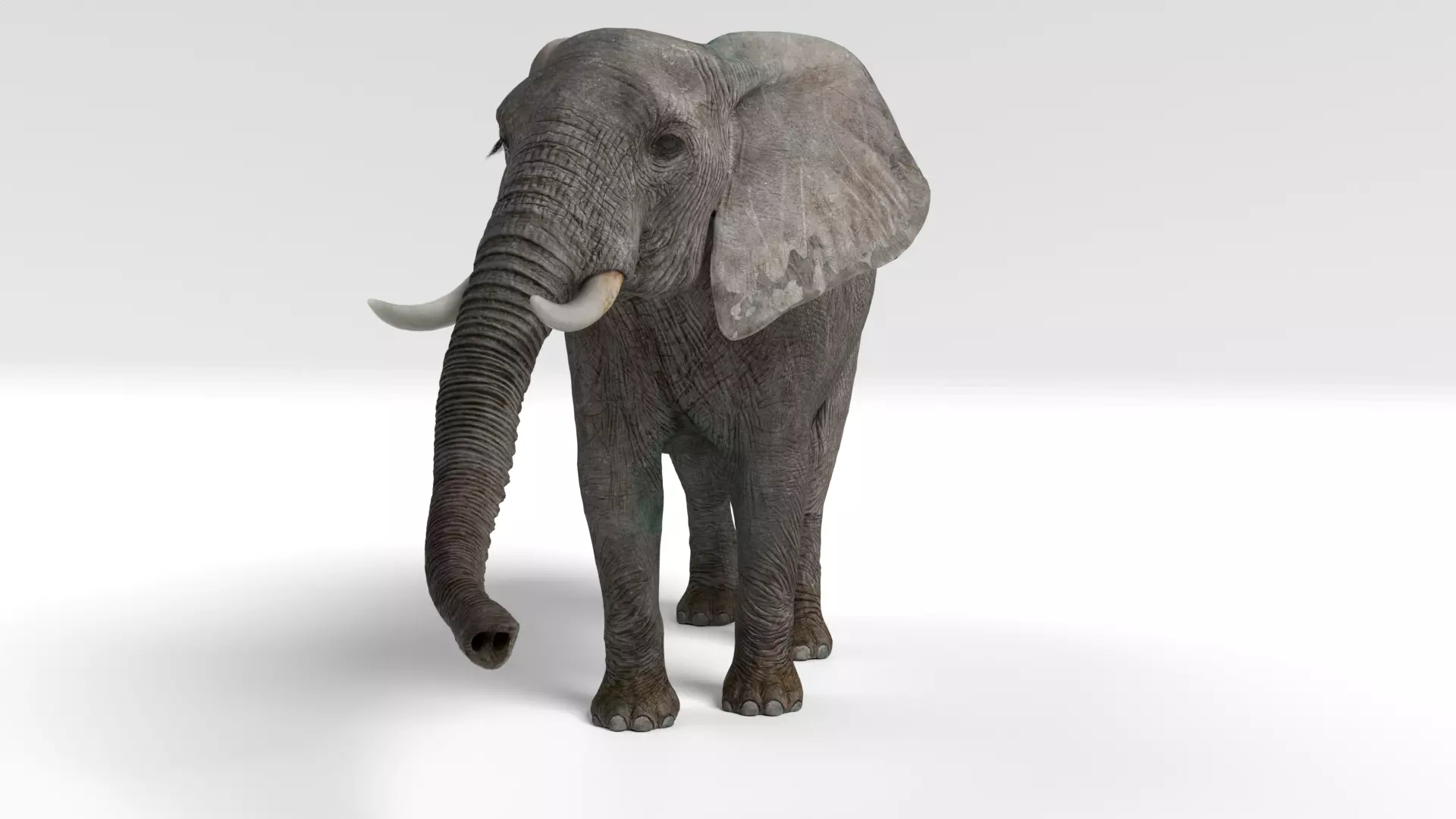 elephant 3D model
