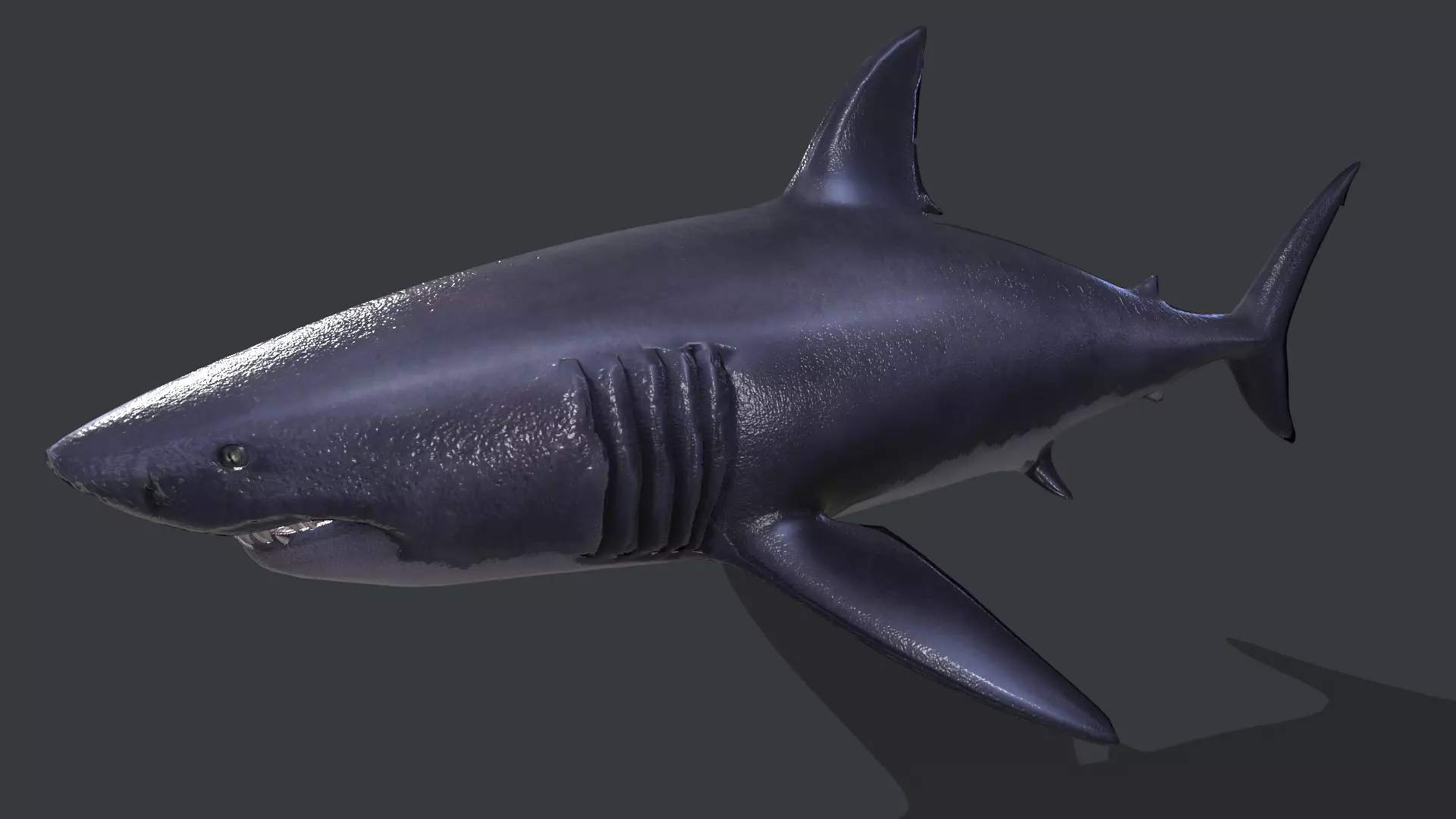 Great White Shark Low-poly 3D model