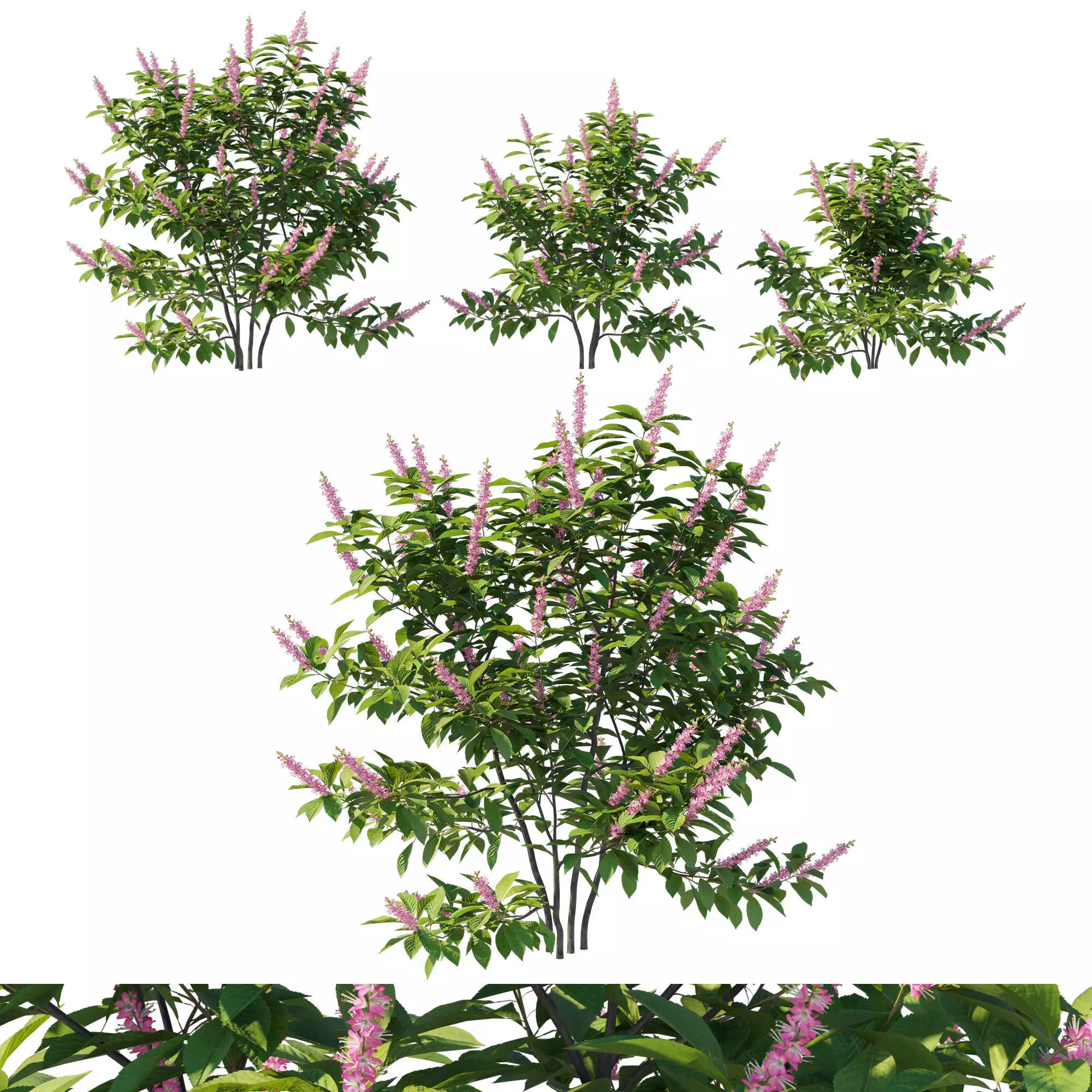 Clethra Alnifolia Sixteen Candles 03 3D model