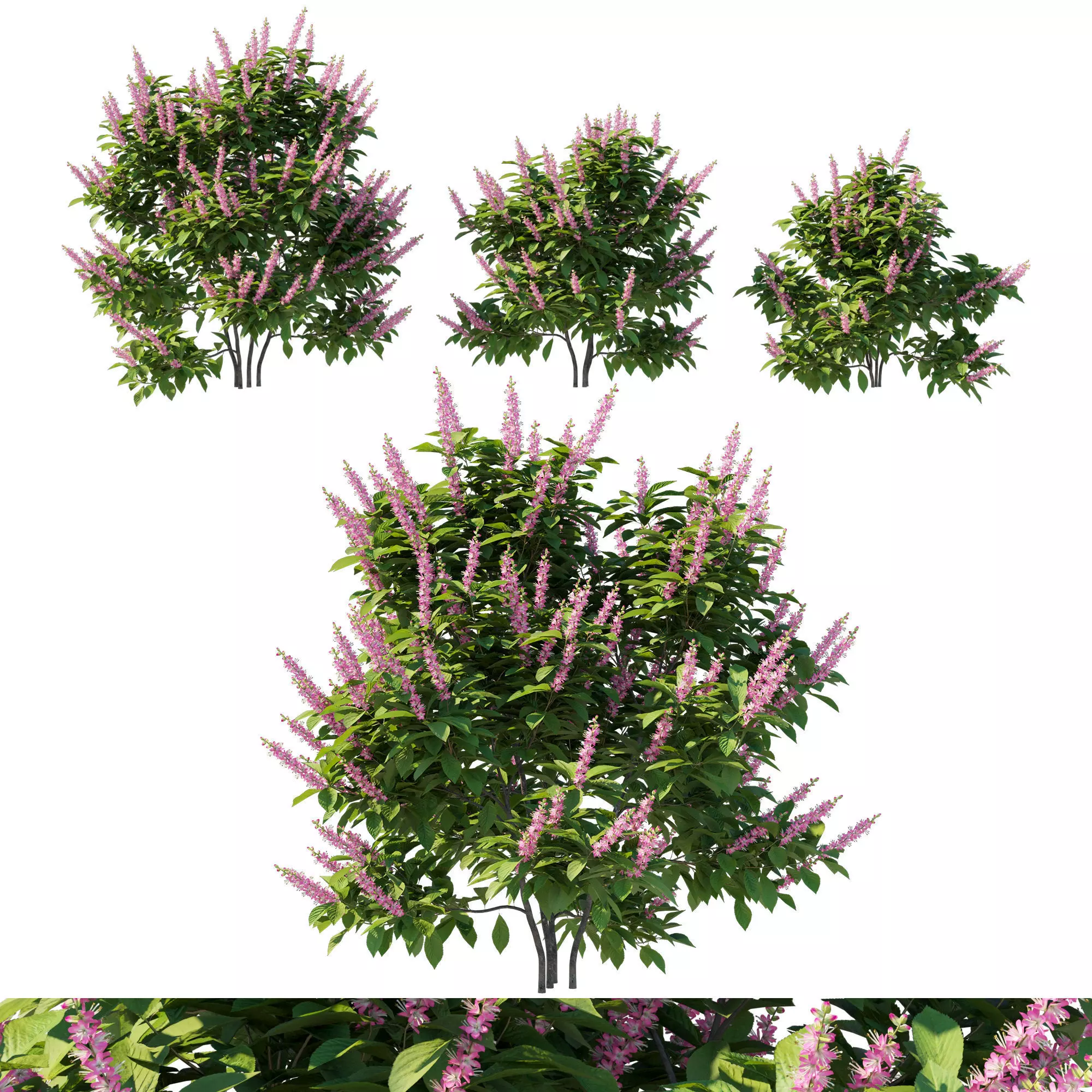 Clethra Alnifolia Sixteen Candles 04 3D model