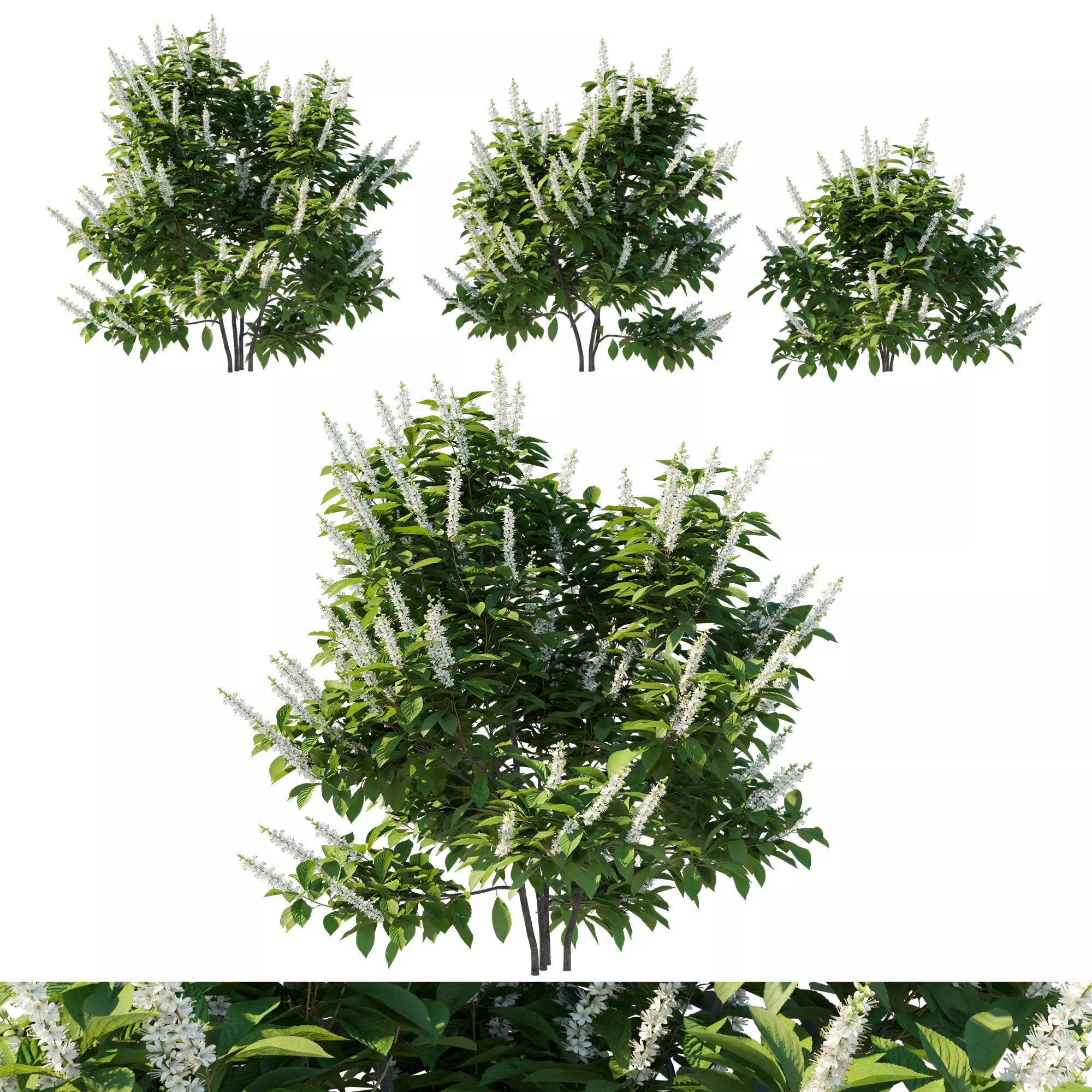 Clethra Alnifolia Sixteen Candles 05 3D model