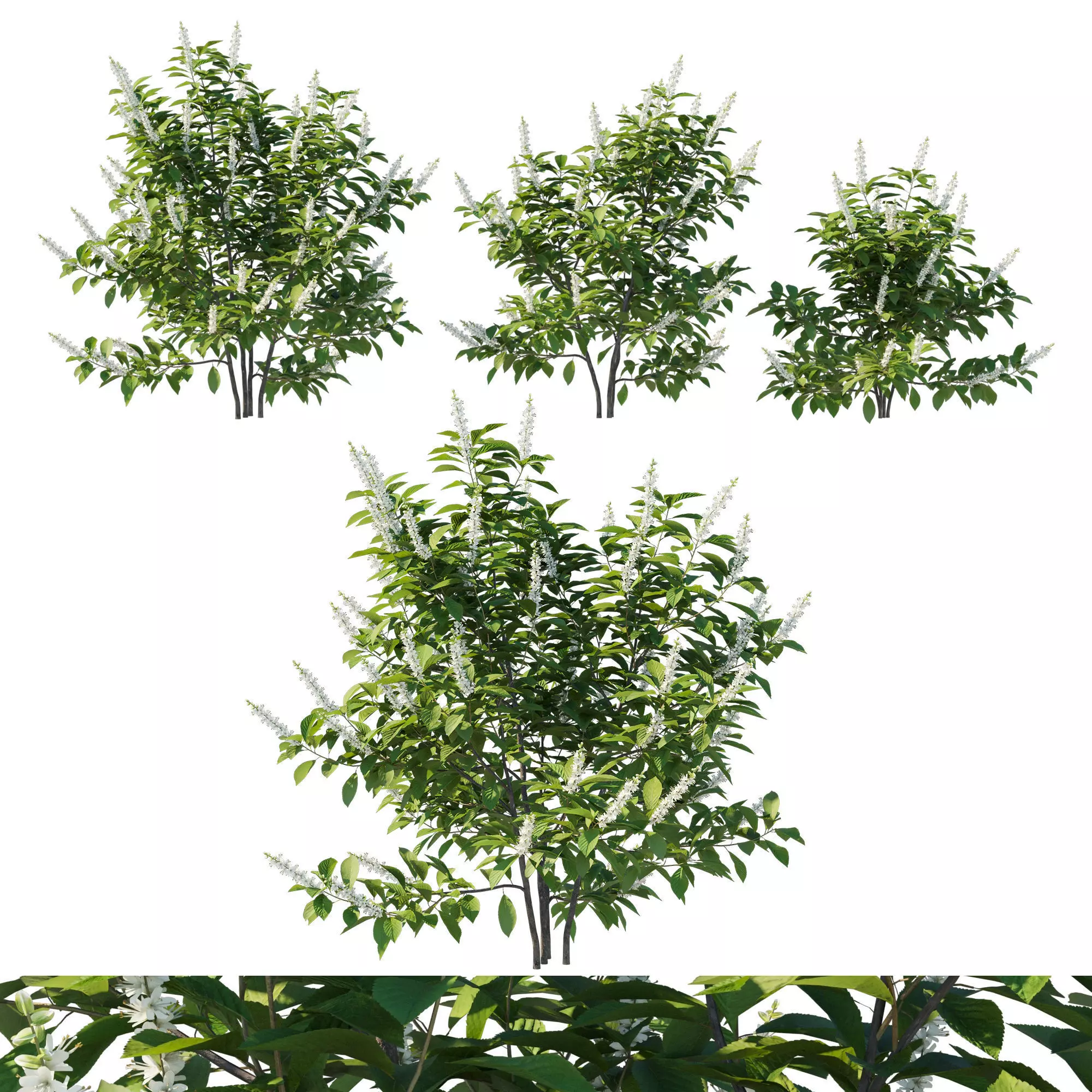 Clethra Alnifolia Sixteen Candles 06 3D model
