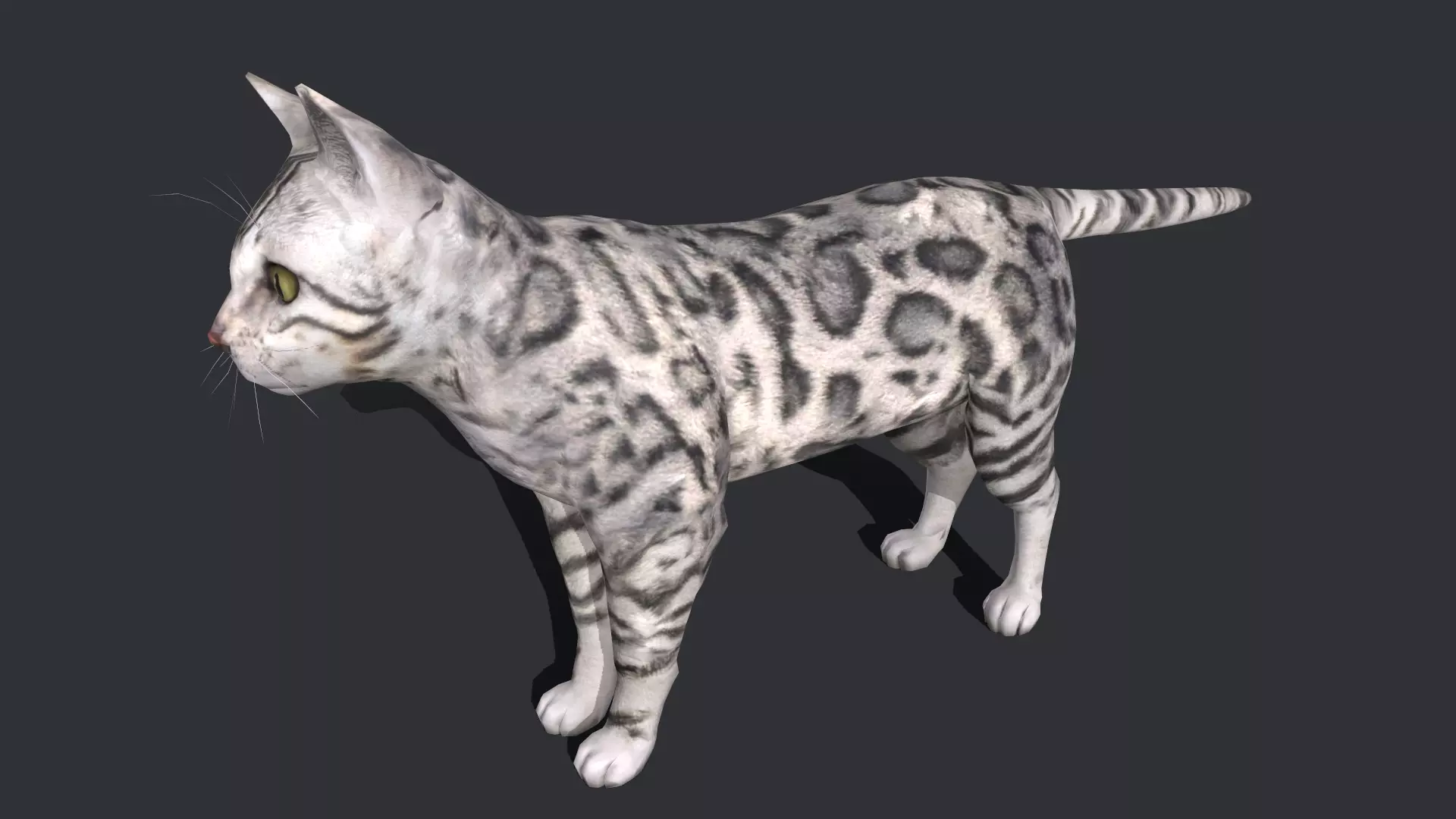 Leopard cat Low-poly 3D model