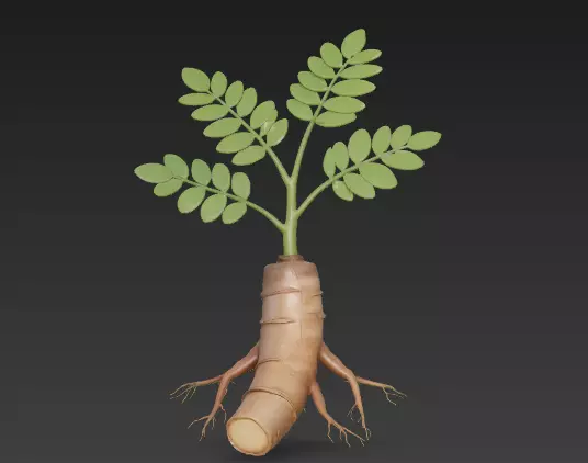Chinese Herbal Medicine Identification - Licorice 1 3D model