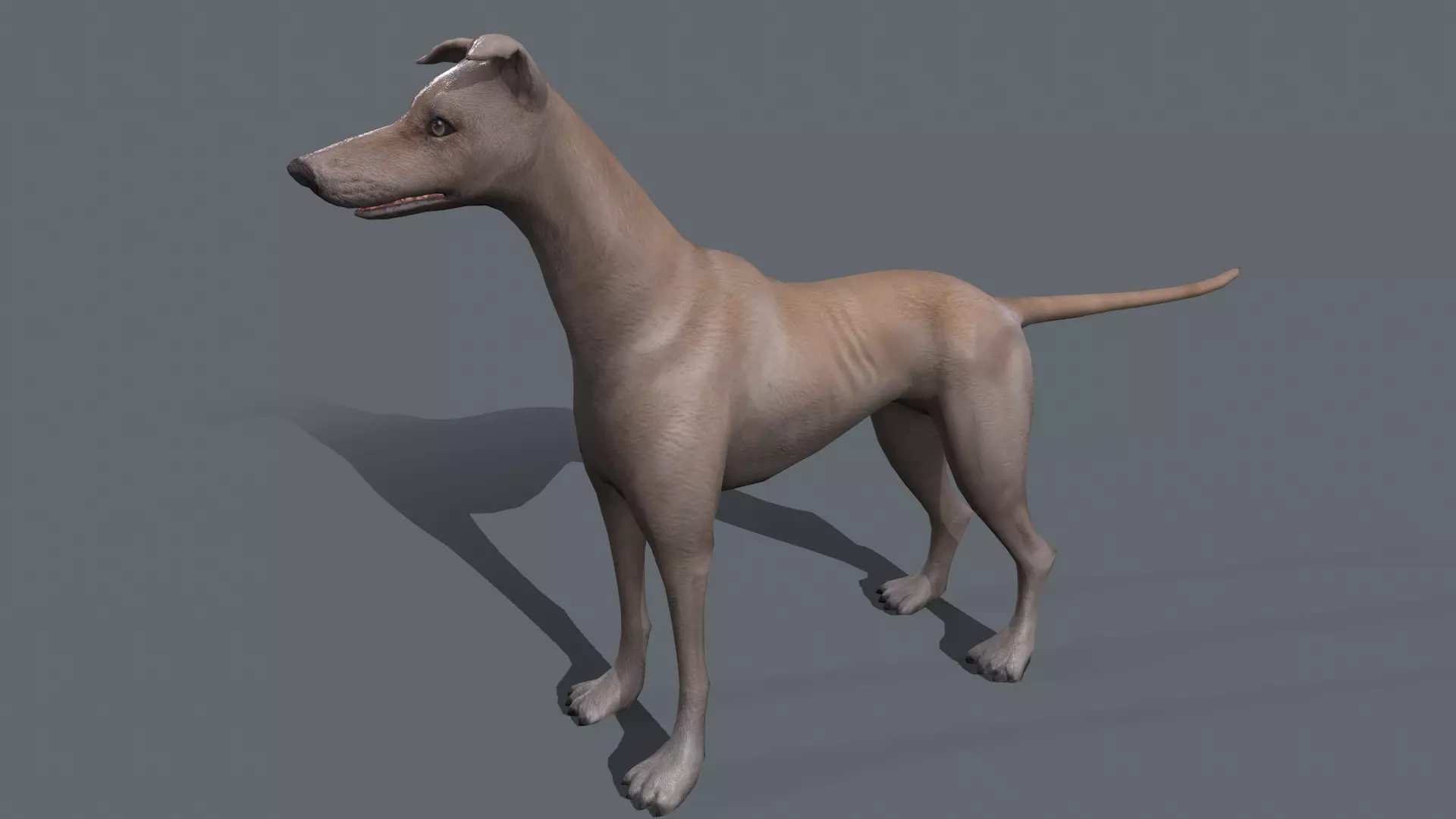 Greyhound dog Low-poly 3D model