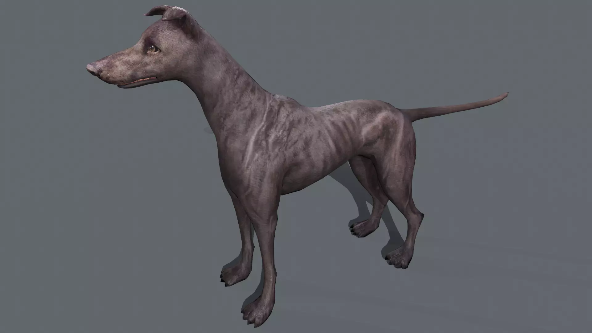 Greyhound Low-poly 3D model
