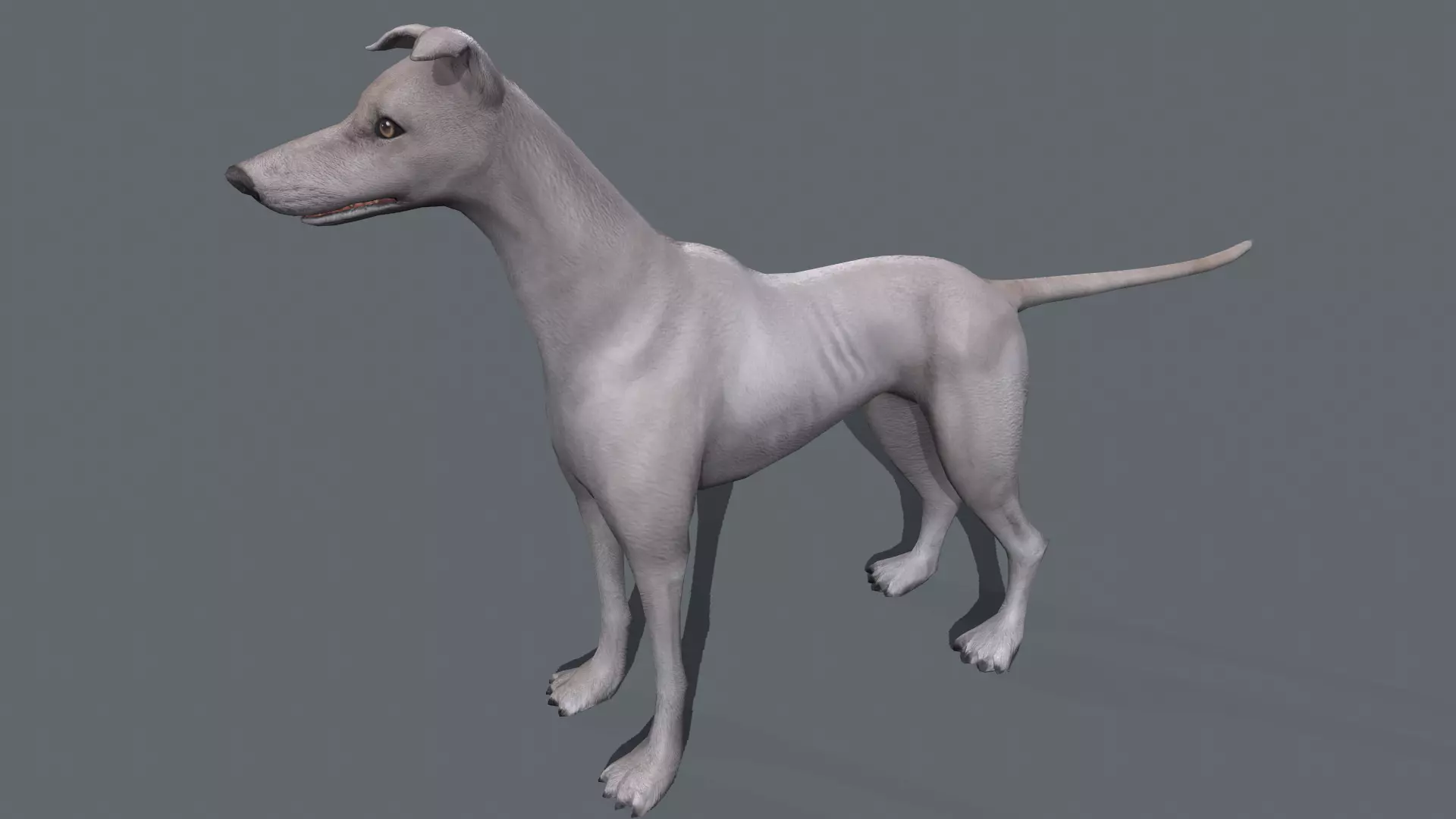 Greyhound Low-poly 3D model
