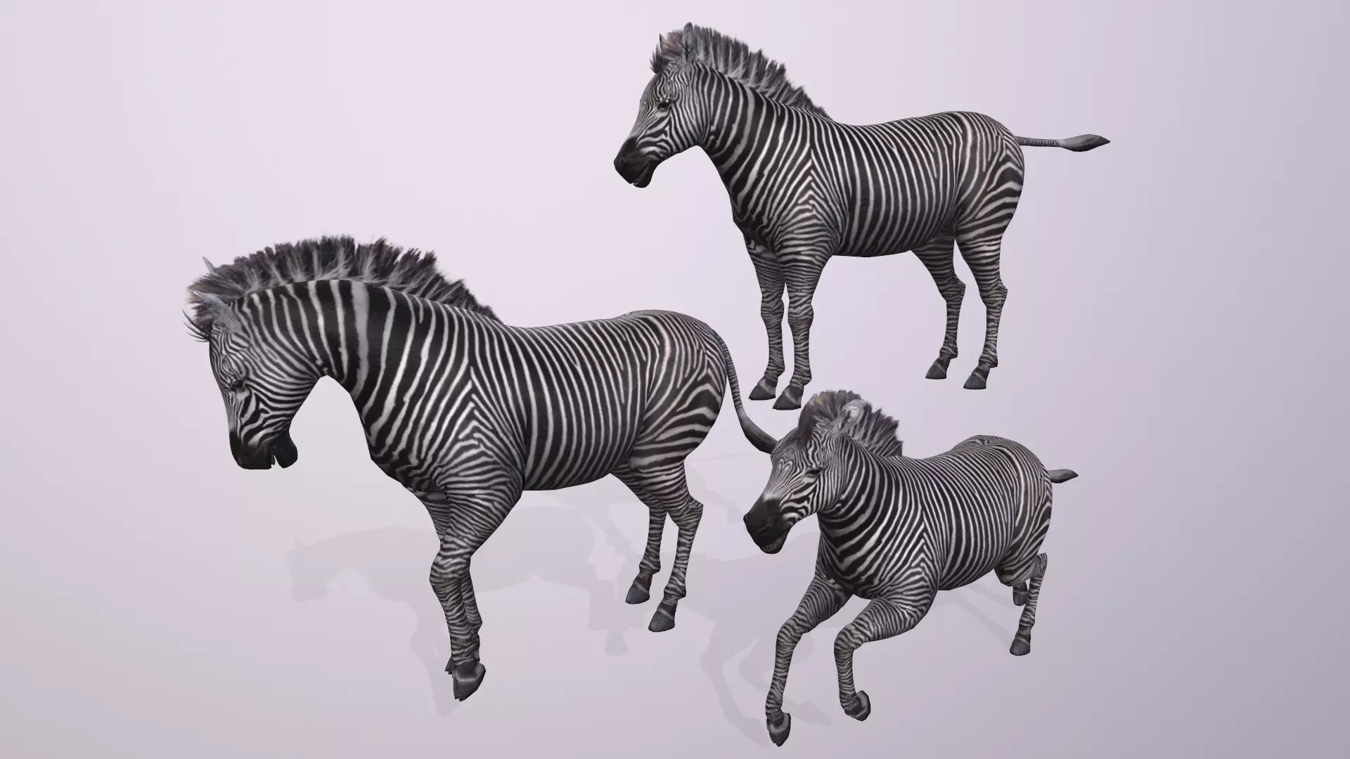 Zebra Animation Low-poly 3D model