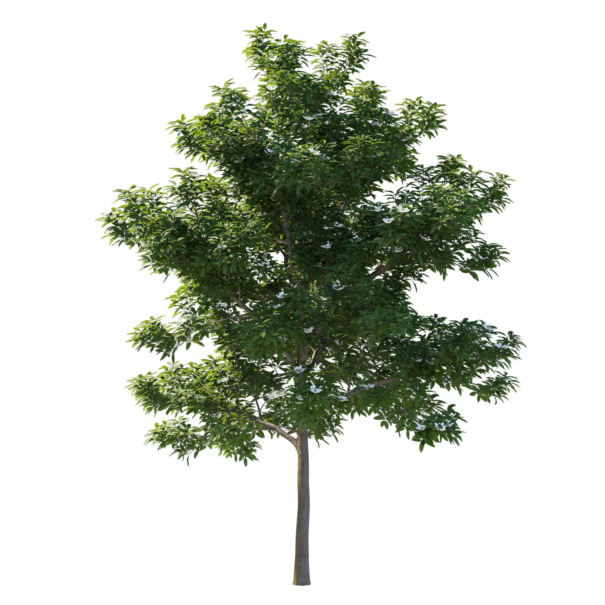 Magnolia Virginiana Northern Belle 04 3D model
