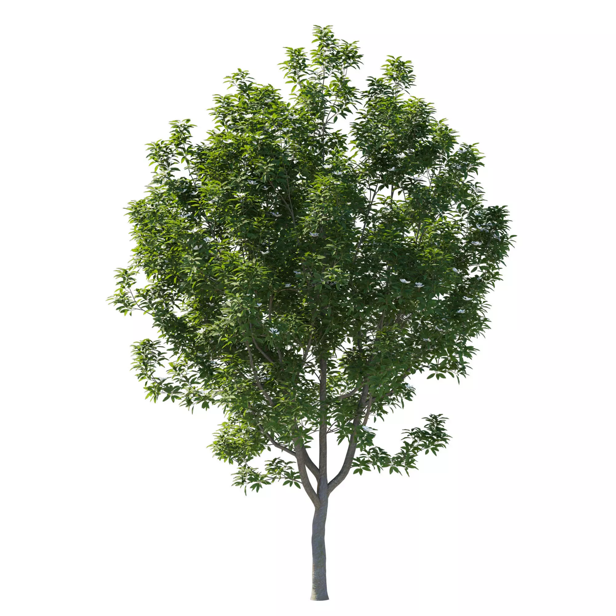 Magnolia Virginiana Northern Belle 03 3D model