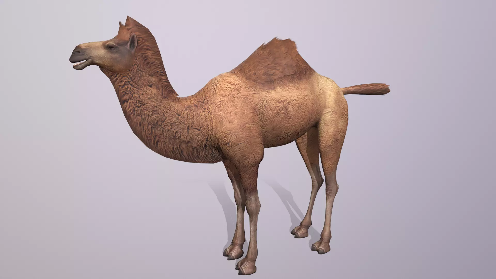 camel Low-poly 3D model