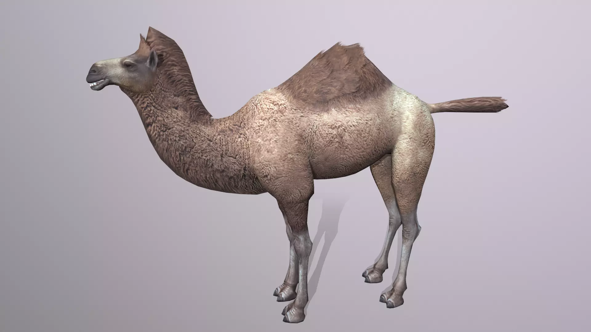 camel Low-poly 3D model