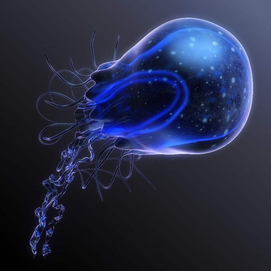 Jellyfish rigged animated 3D model_10