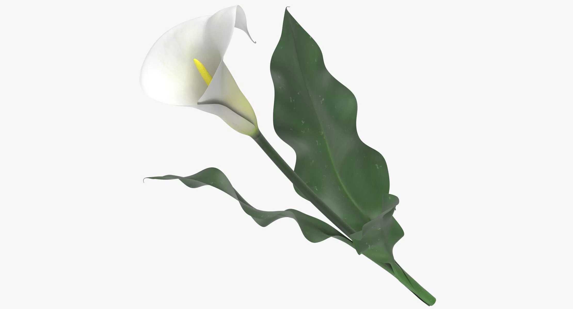 Zantedeschia - White 3D model