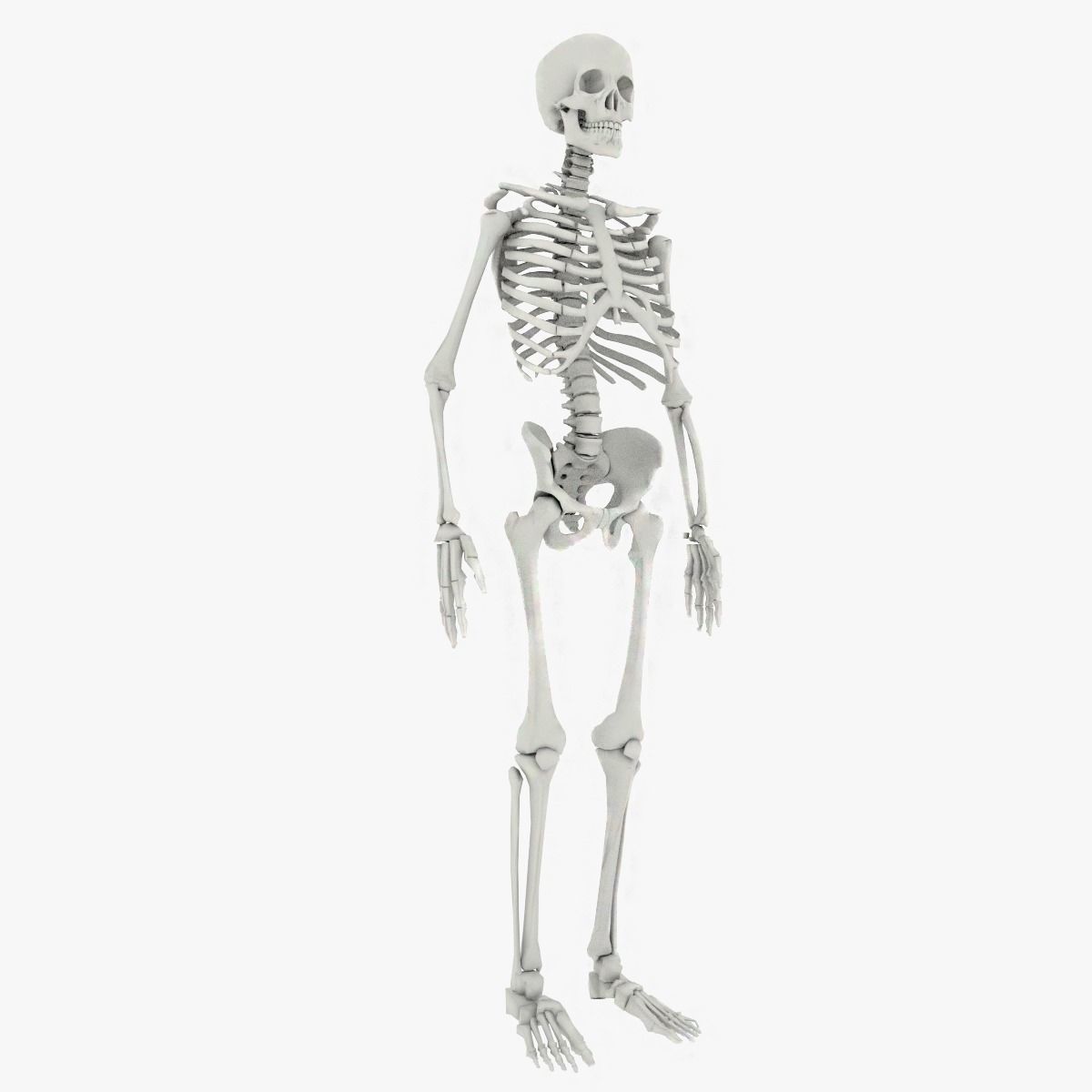 Human Skeleton Low-poly 3D model