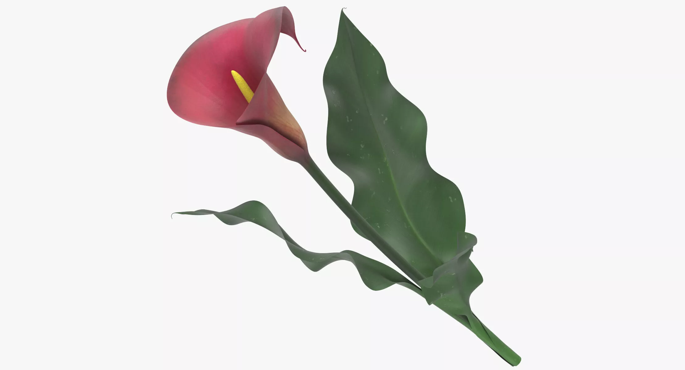 Zantedeschia - Red 3D model