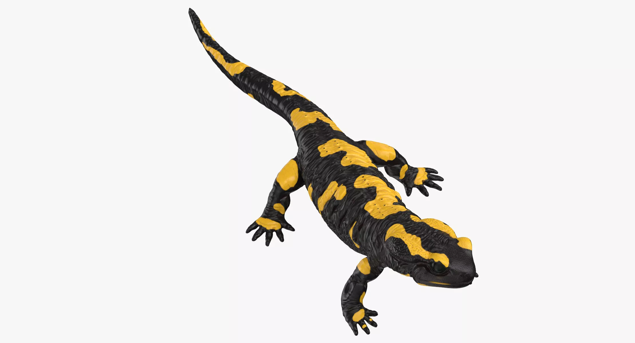 Salamander Rigged 3D model