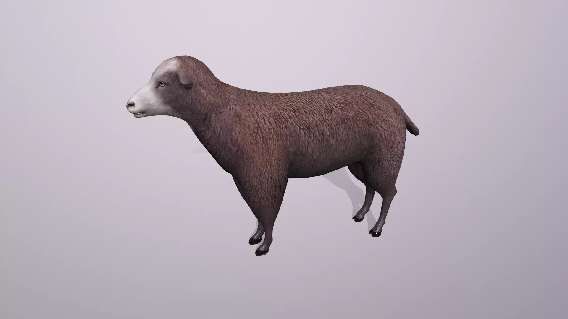 Brown sheep Low-poly 3D model