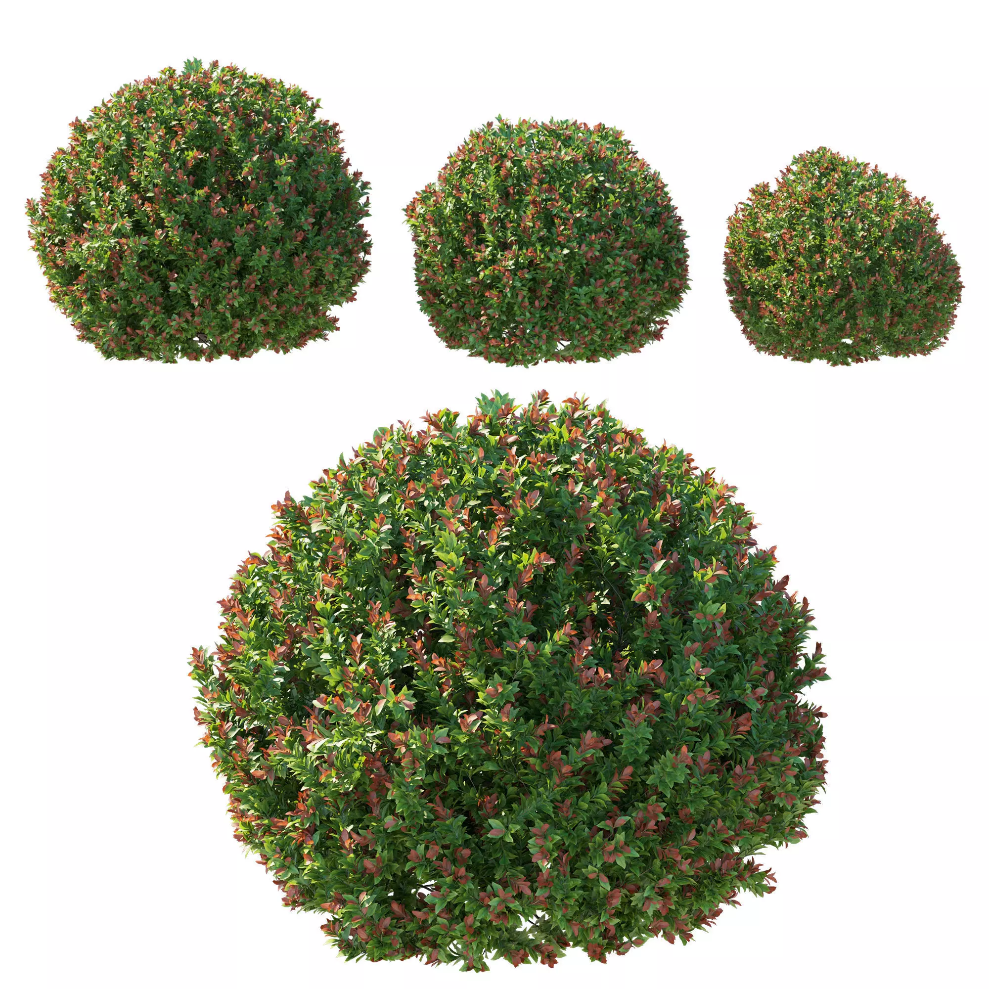 Acmena Smithii Minipilly Bush 3D model