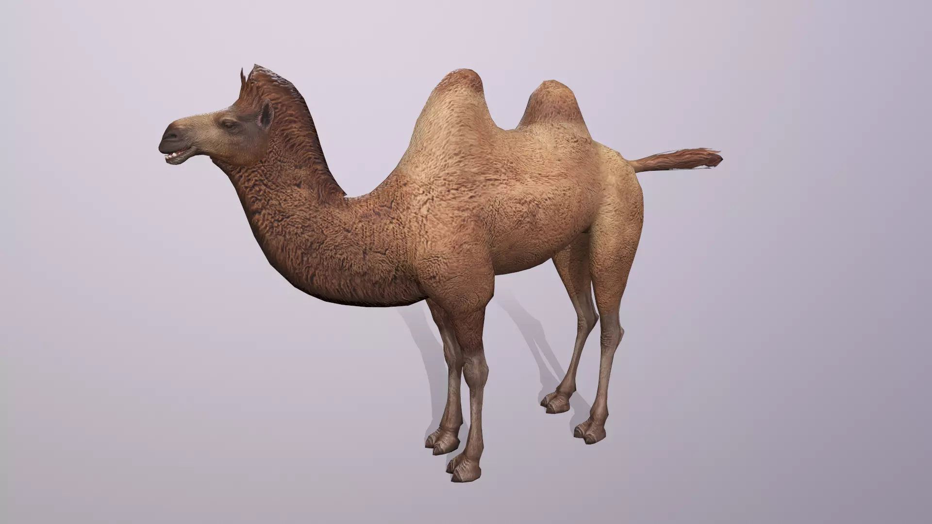 Bactrian camel Low-poly 3D model