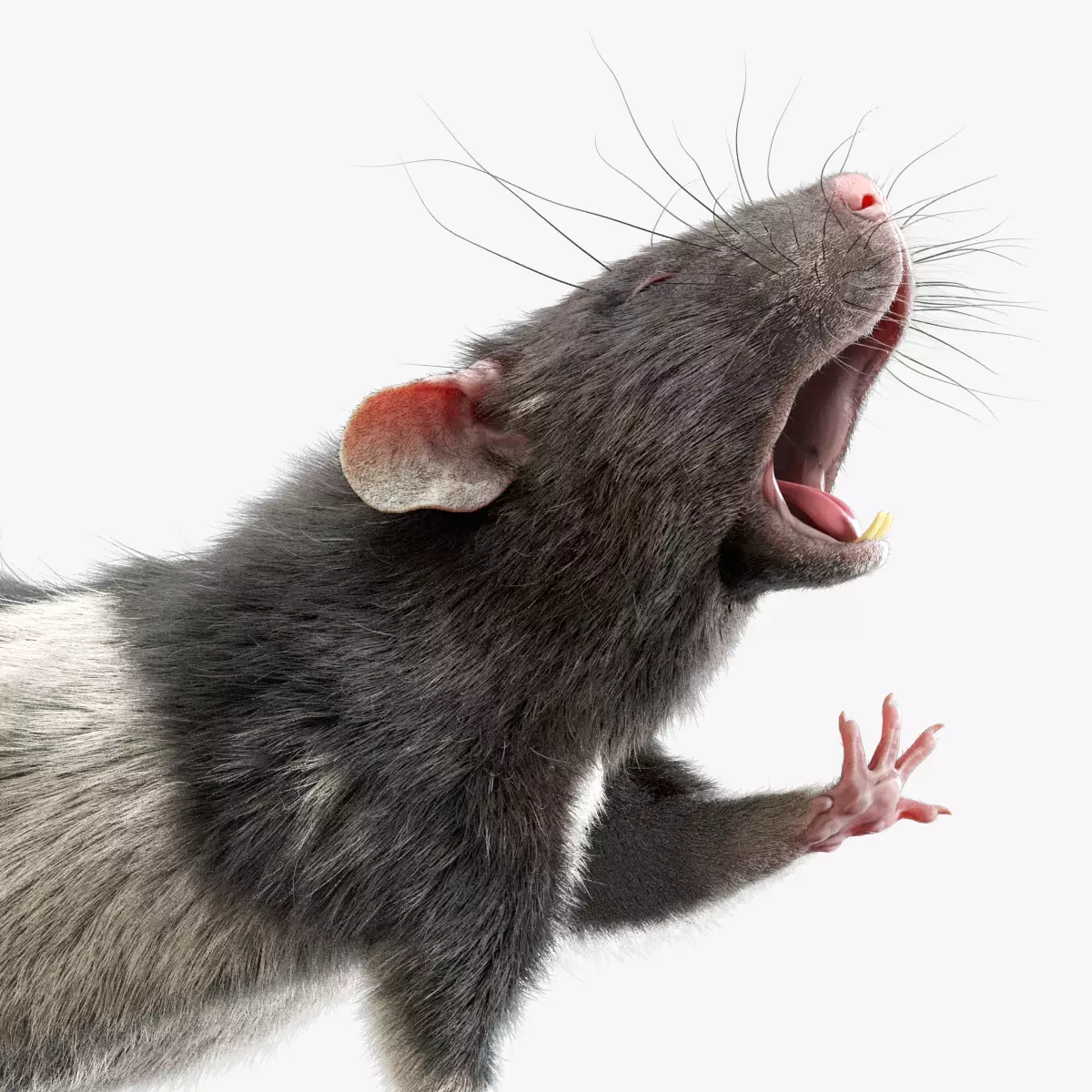 Rat Fur Rigged Spotted 3D model