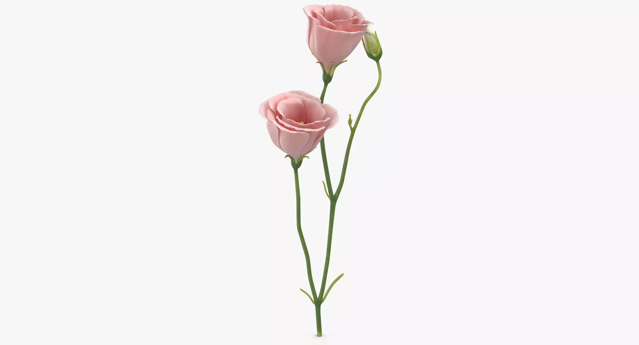 Eustoma - Pink 3D model