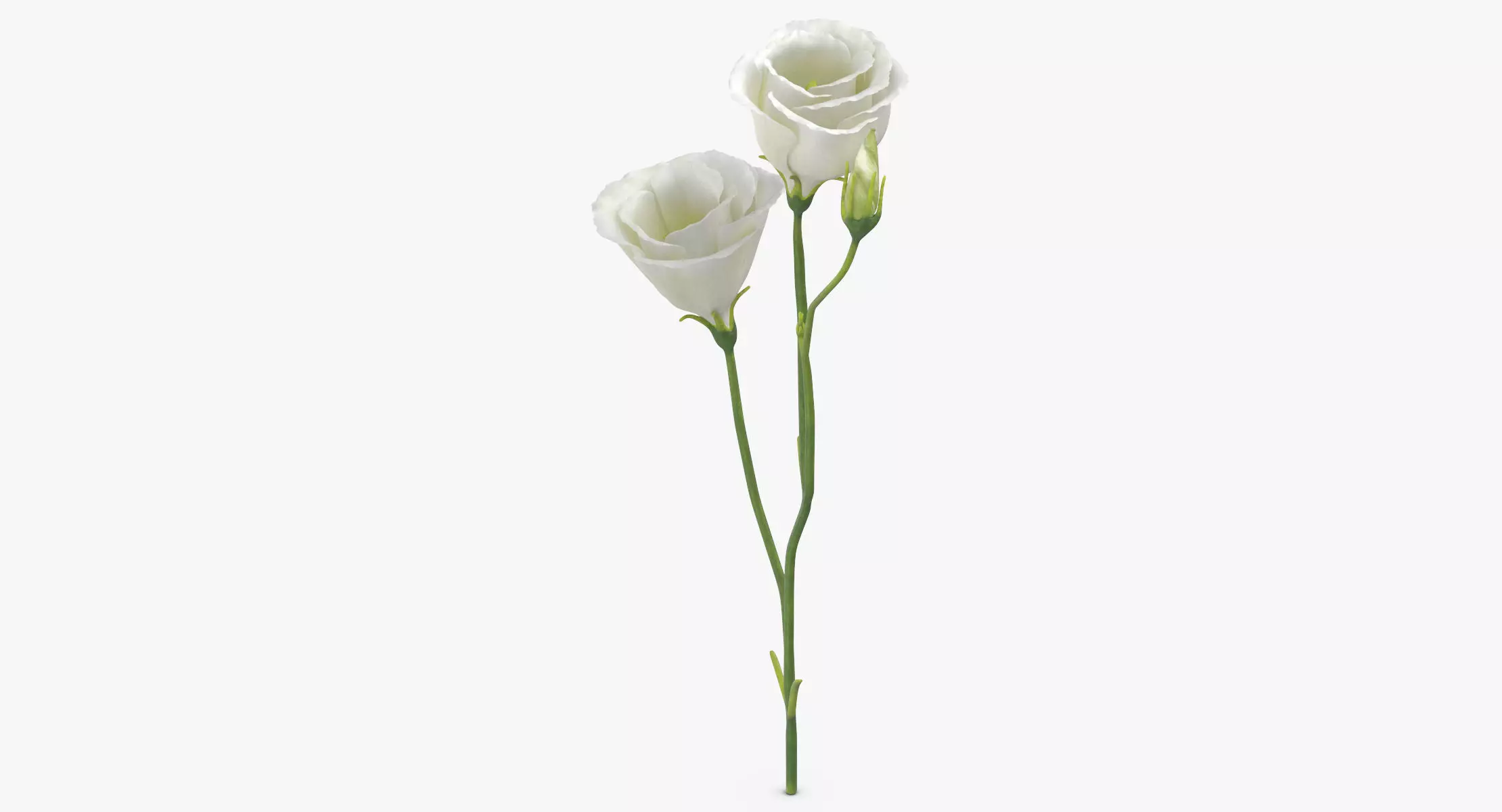 Eustoma - White 3D model