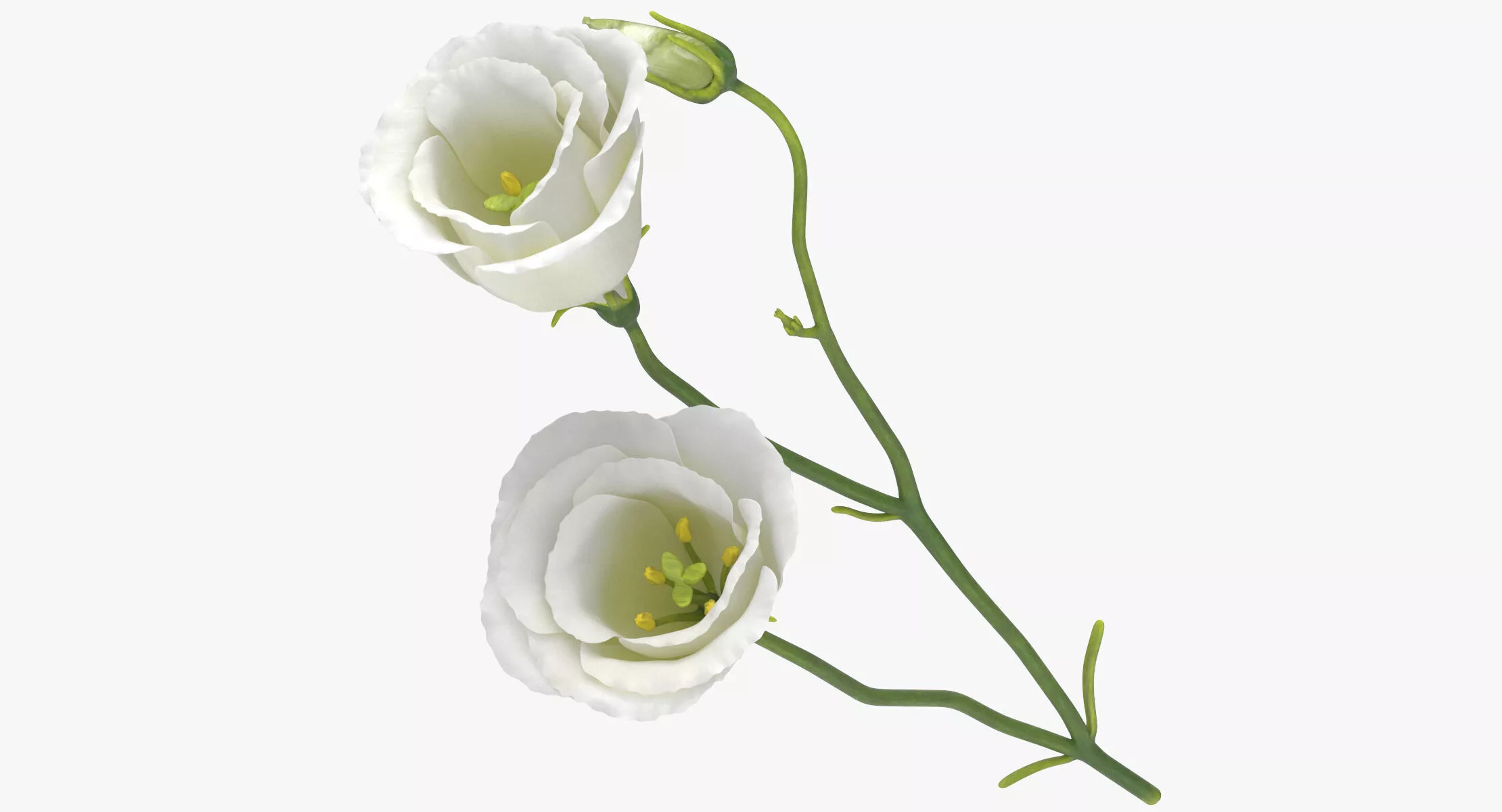 Eustoma - White 3D model