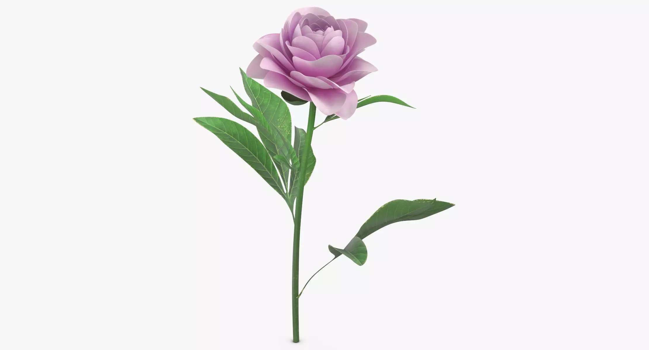 Peony - White Pink 3D model