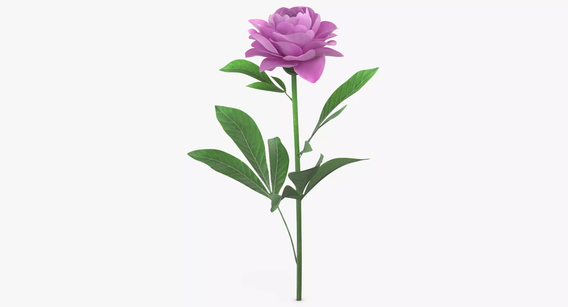 Peony - Pink 3D model