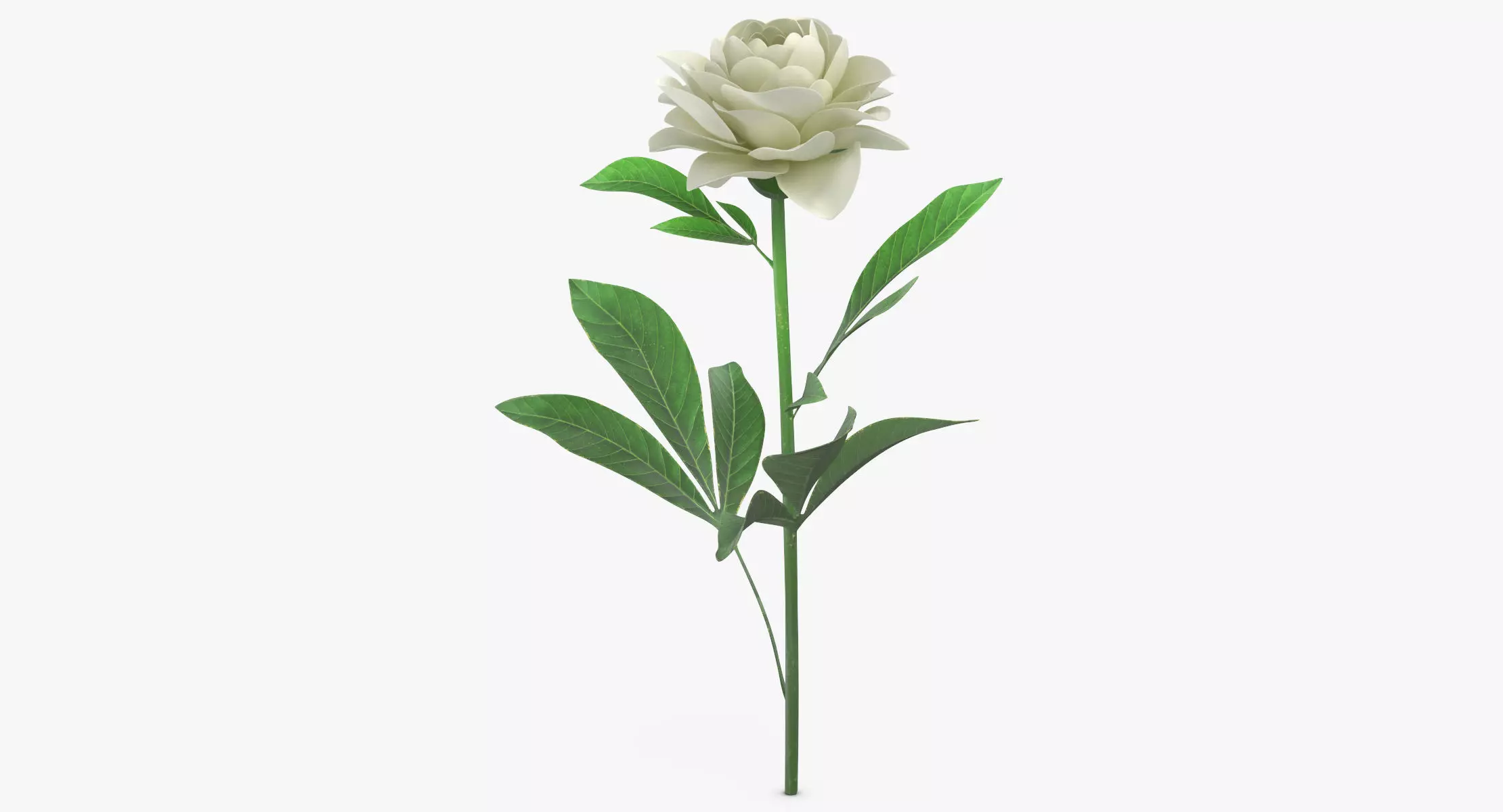 Peony - White 3D model