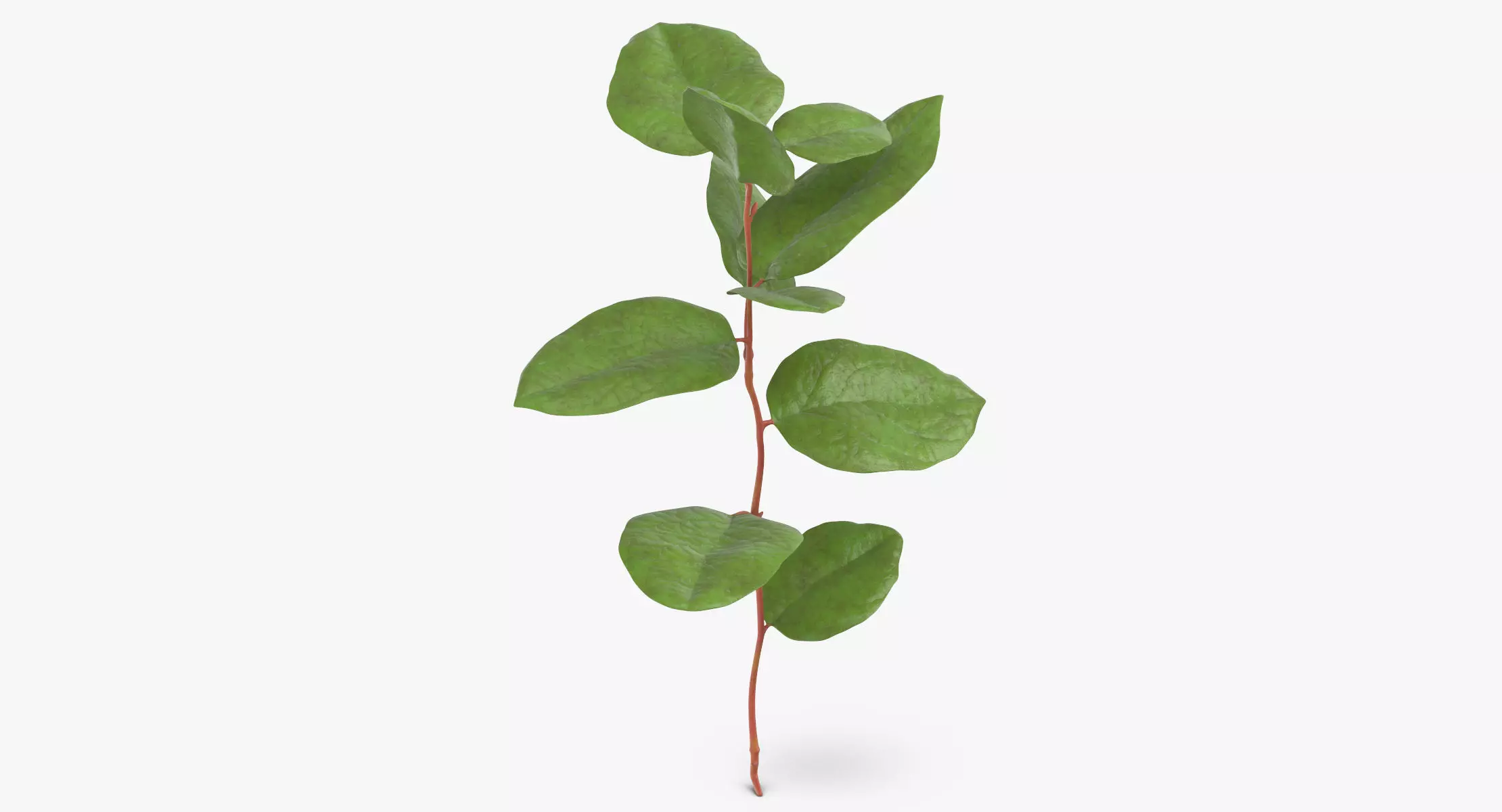 Gaultheria Shallon 3D model