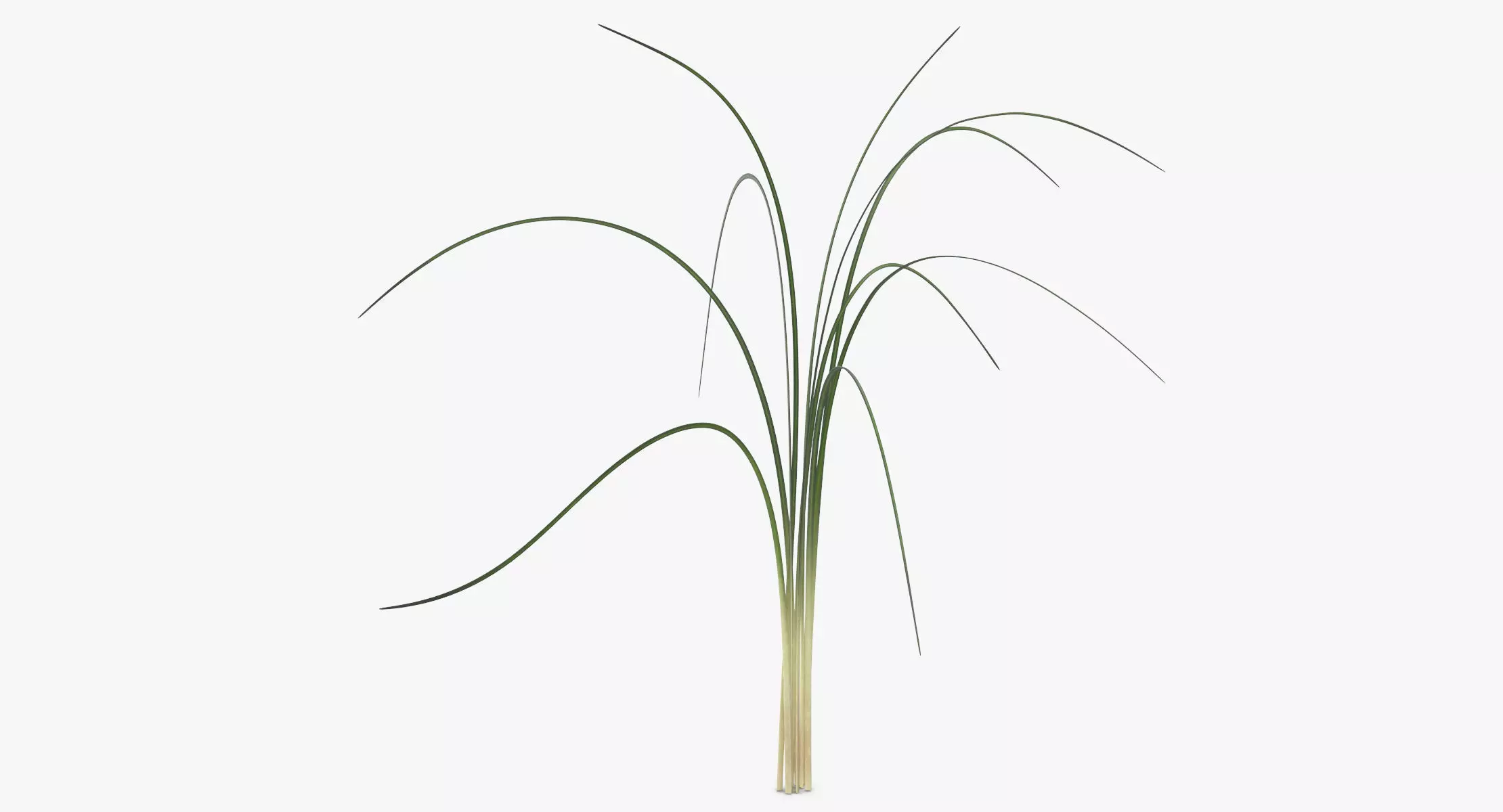 Xerophyllum Tenax 3D model