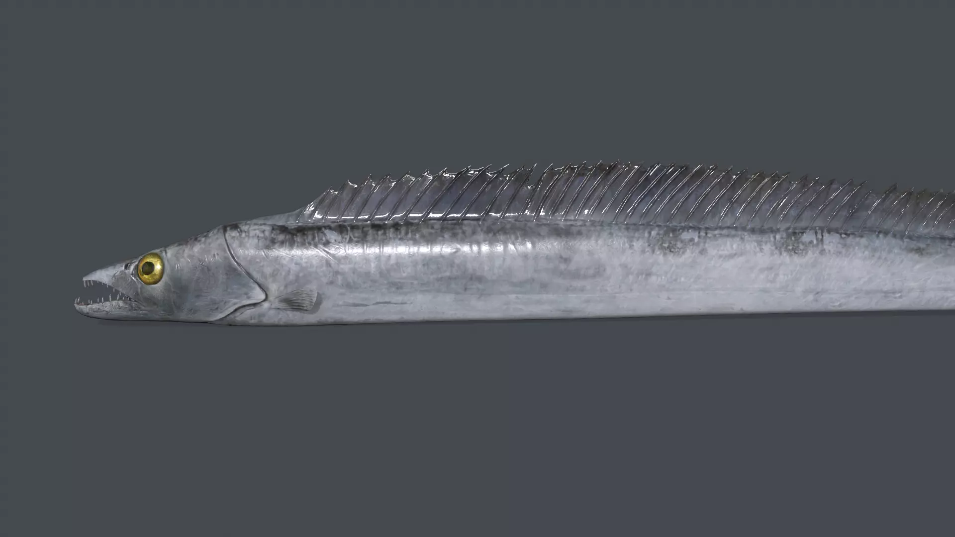 ribbonfish Low-poly 3D model