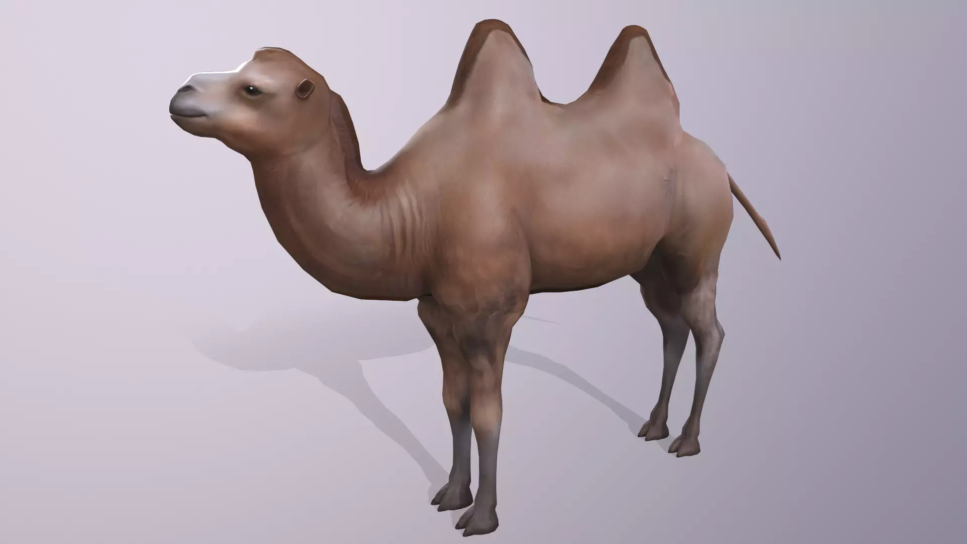 Hand-painted camels Low-poly 3D model