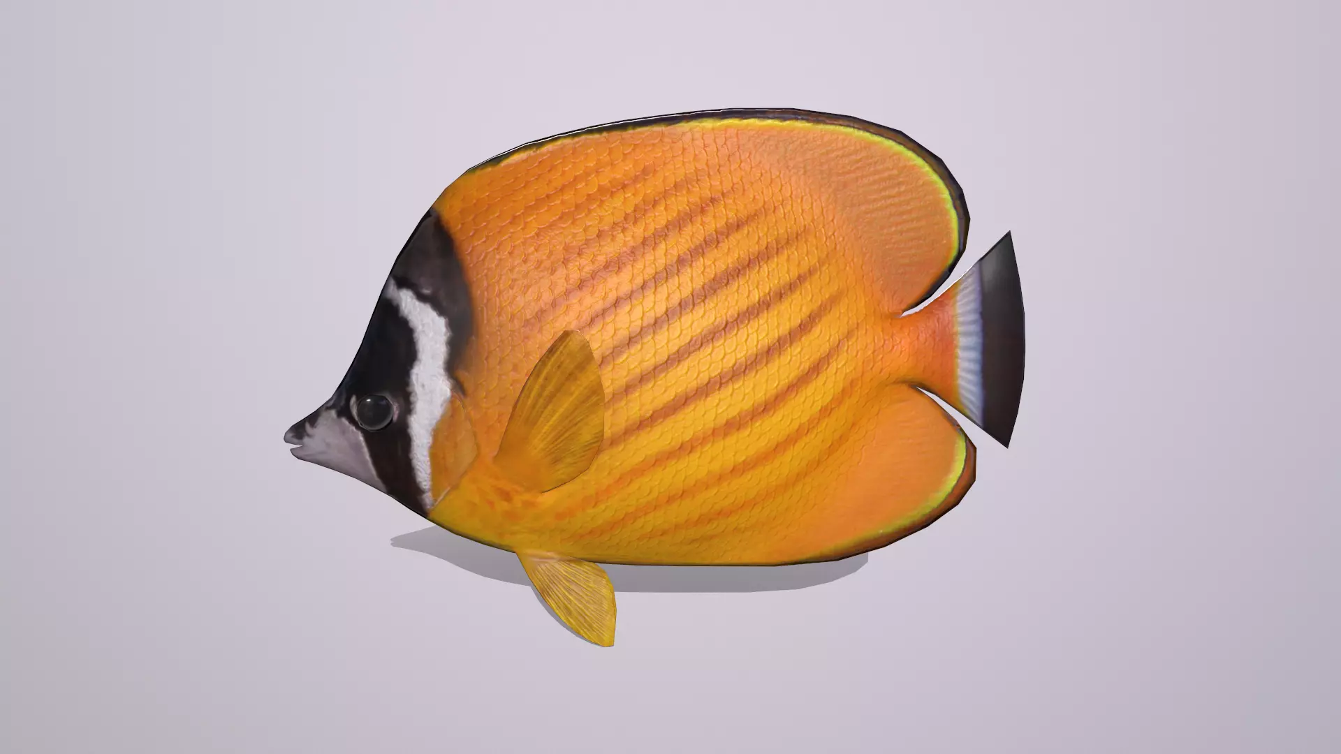 Butterflyfish Low-poly 3D model