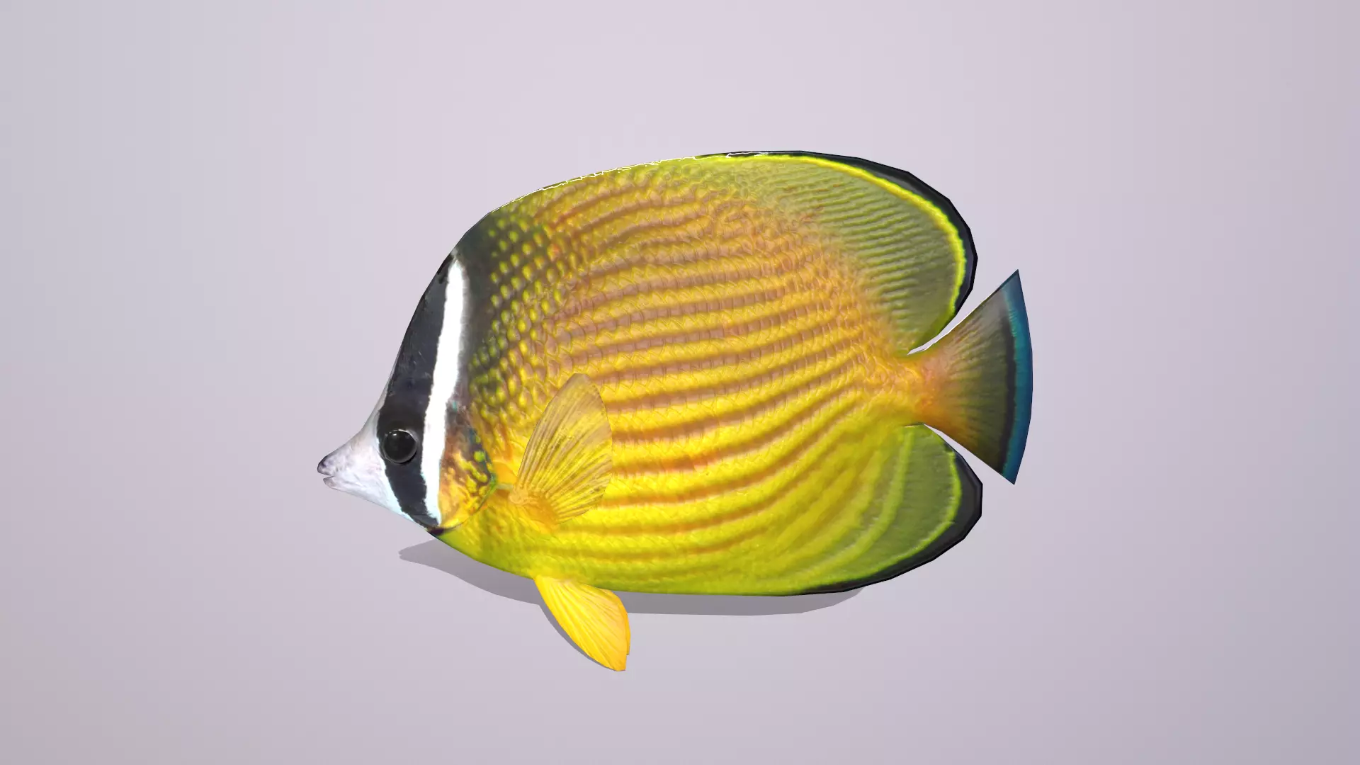 Butterflyfish Low-poly 3D model