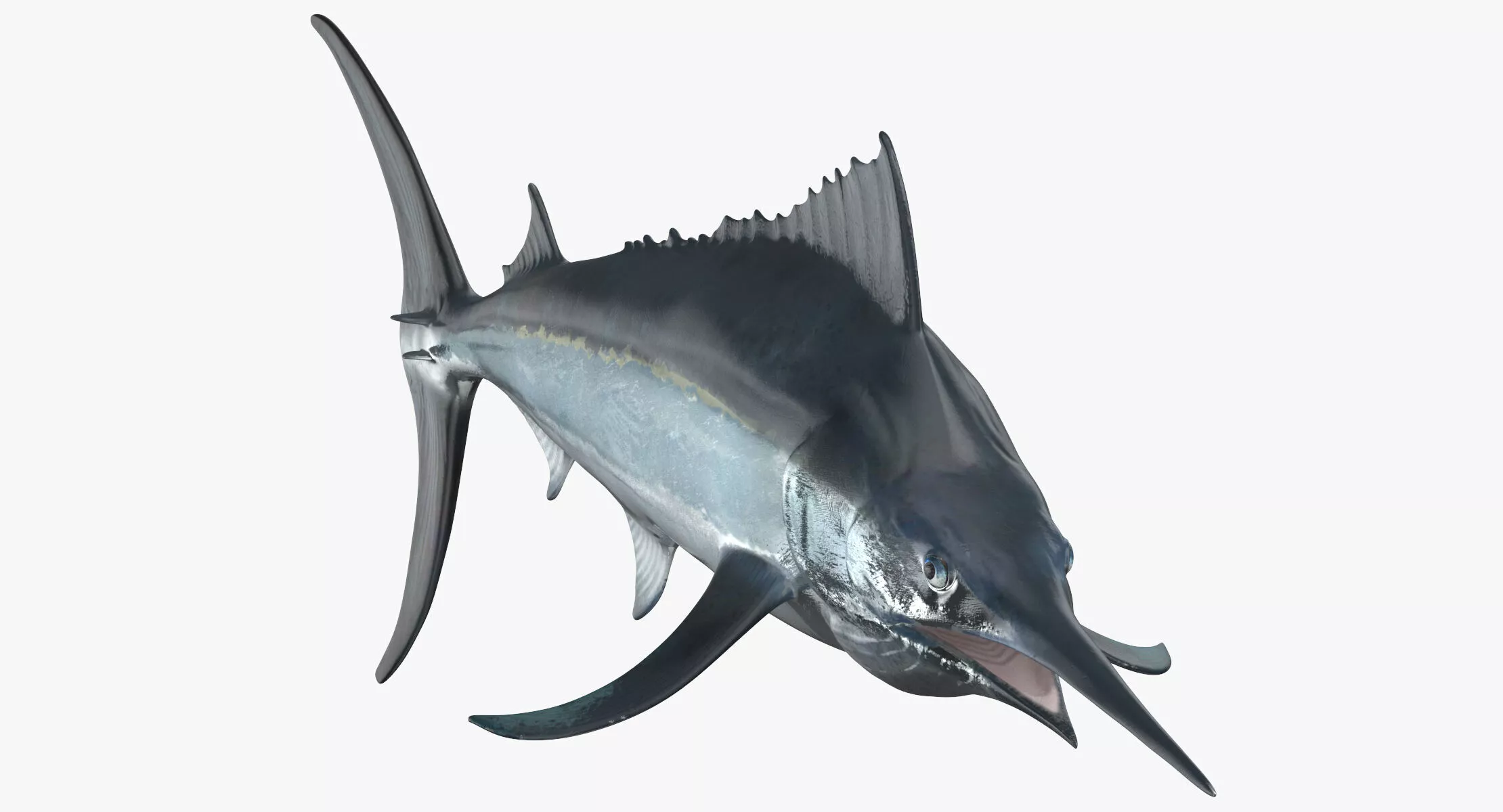 Black Marlin 3D model
