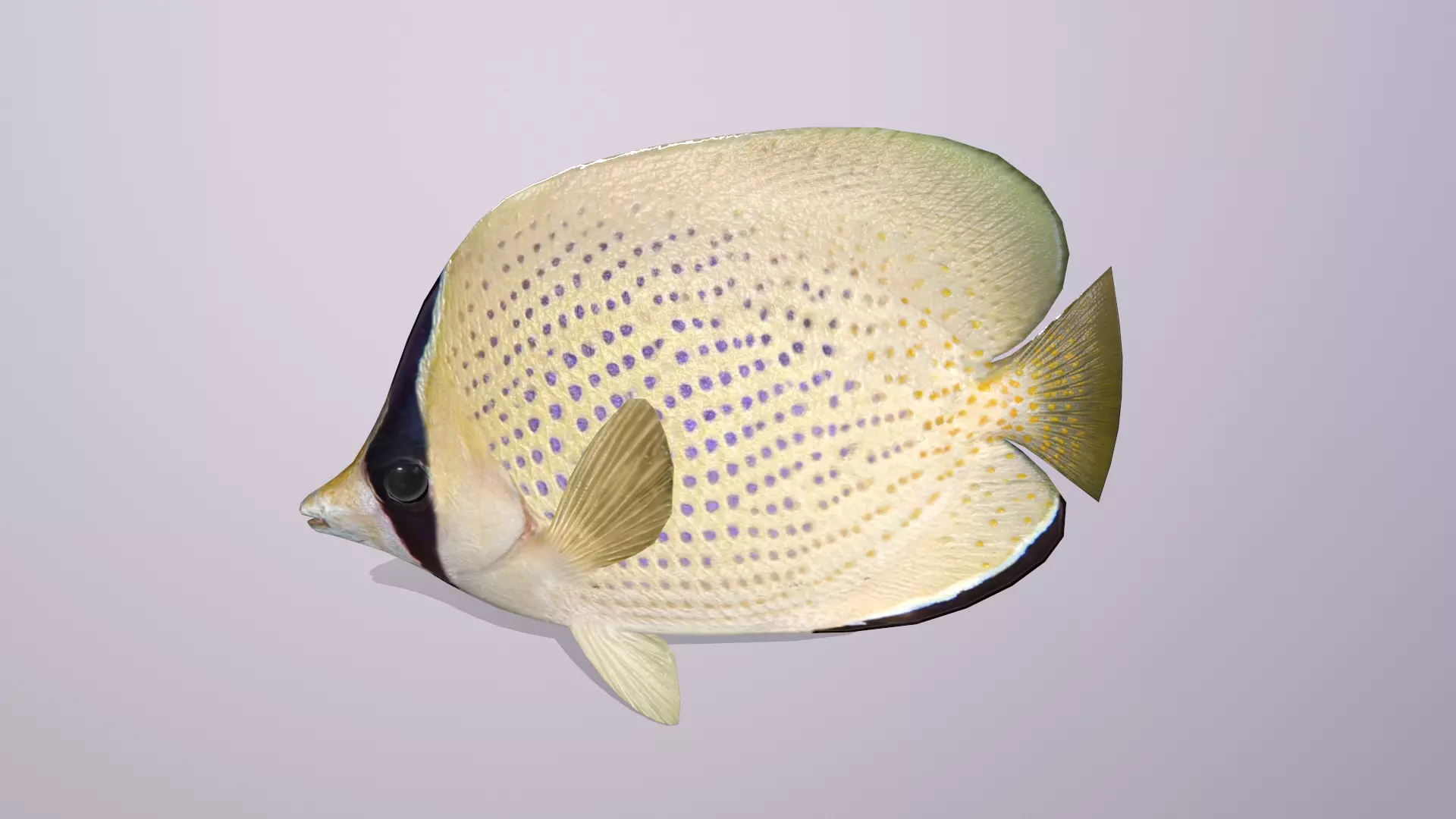 Butterflyfish Low-poly 3D model