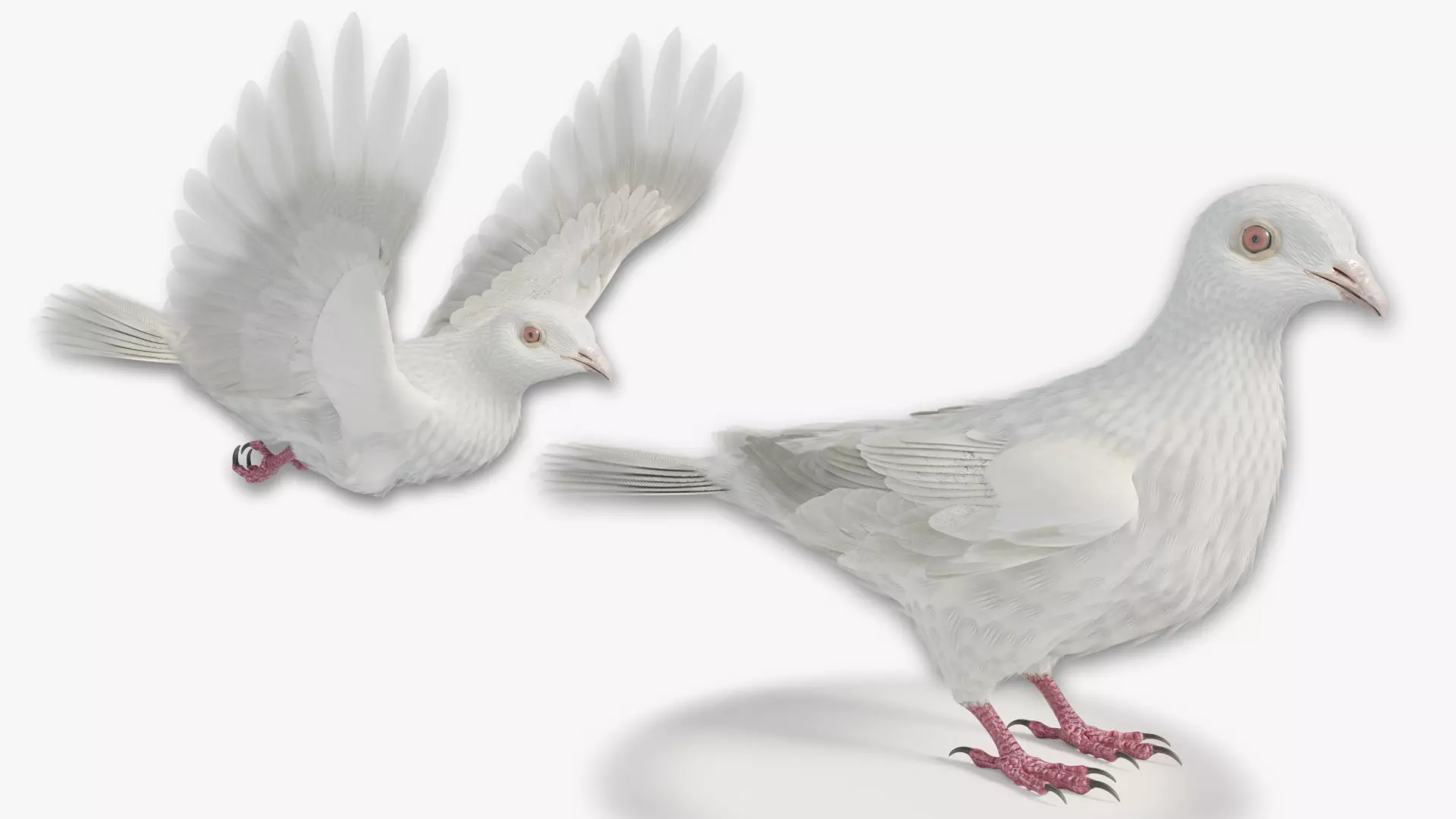 DOVE - BLENDER - Rigged and Animated Low-poly 3D model