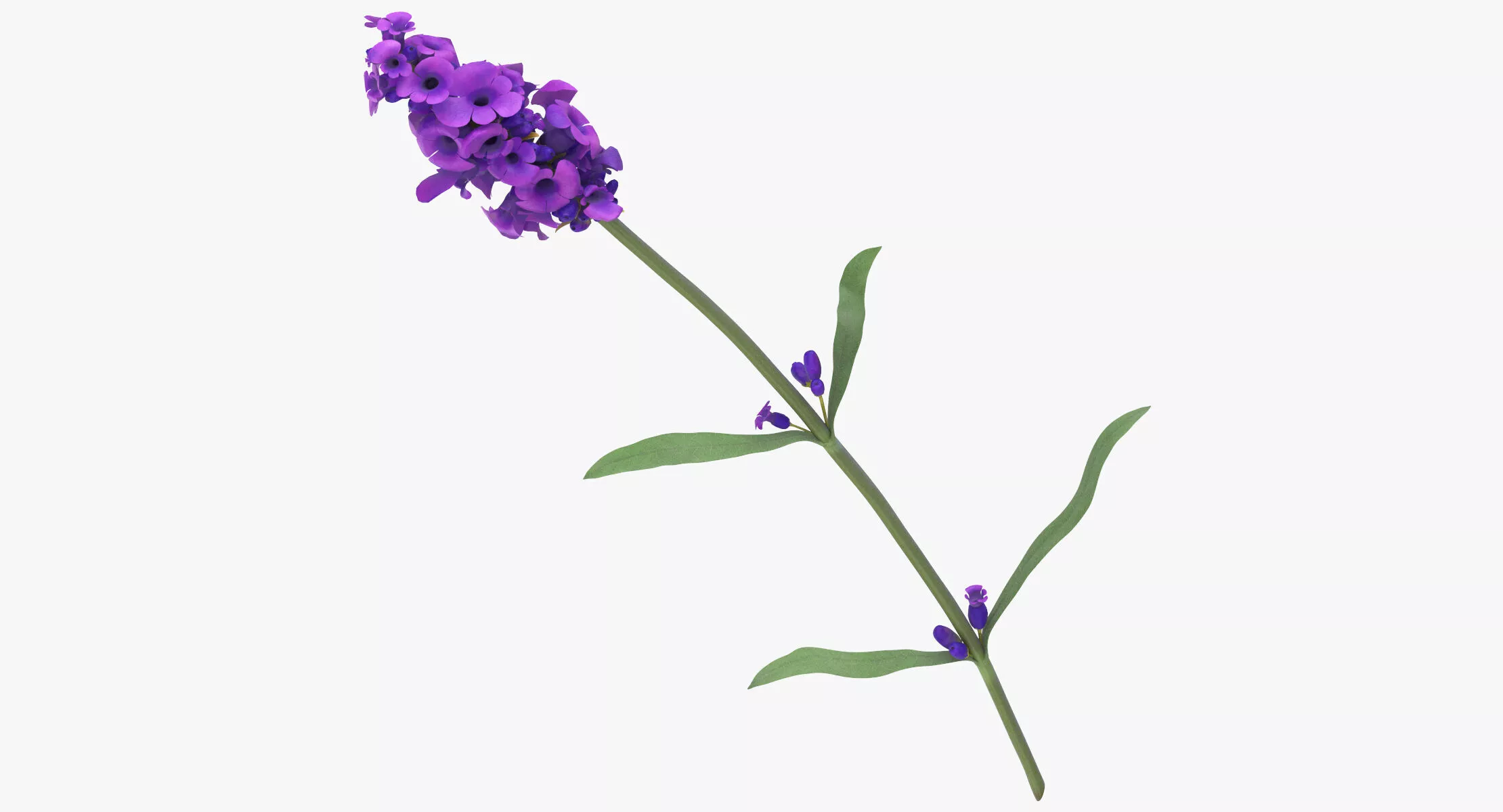 Lavandula Angustifolia - Purple 3D model