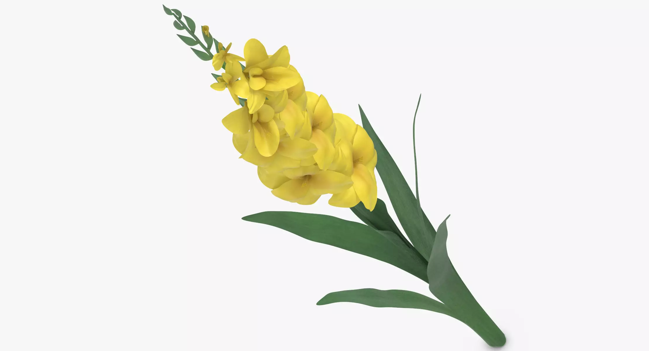 Gladiolus - Yellow 3D model