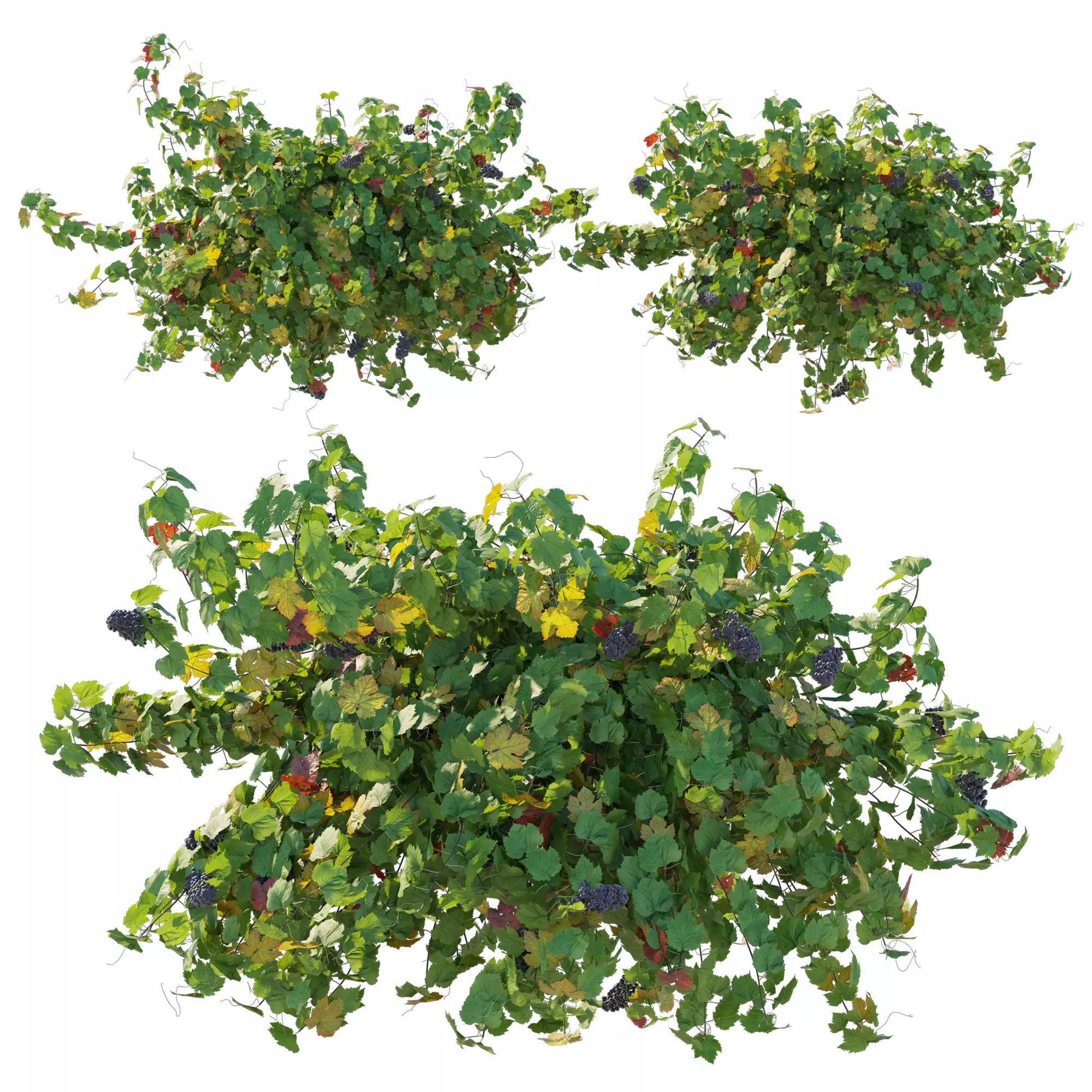 Vines Grapes 05 3D model