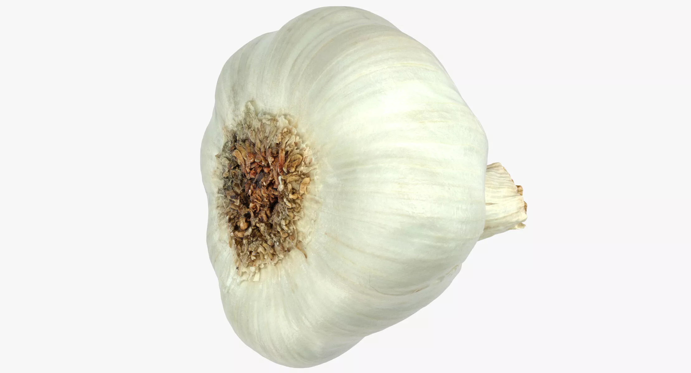 Garlic 01 3D model
