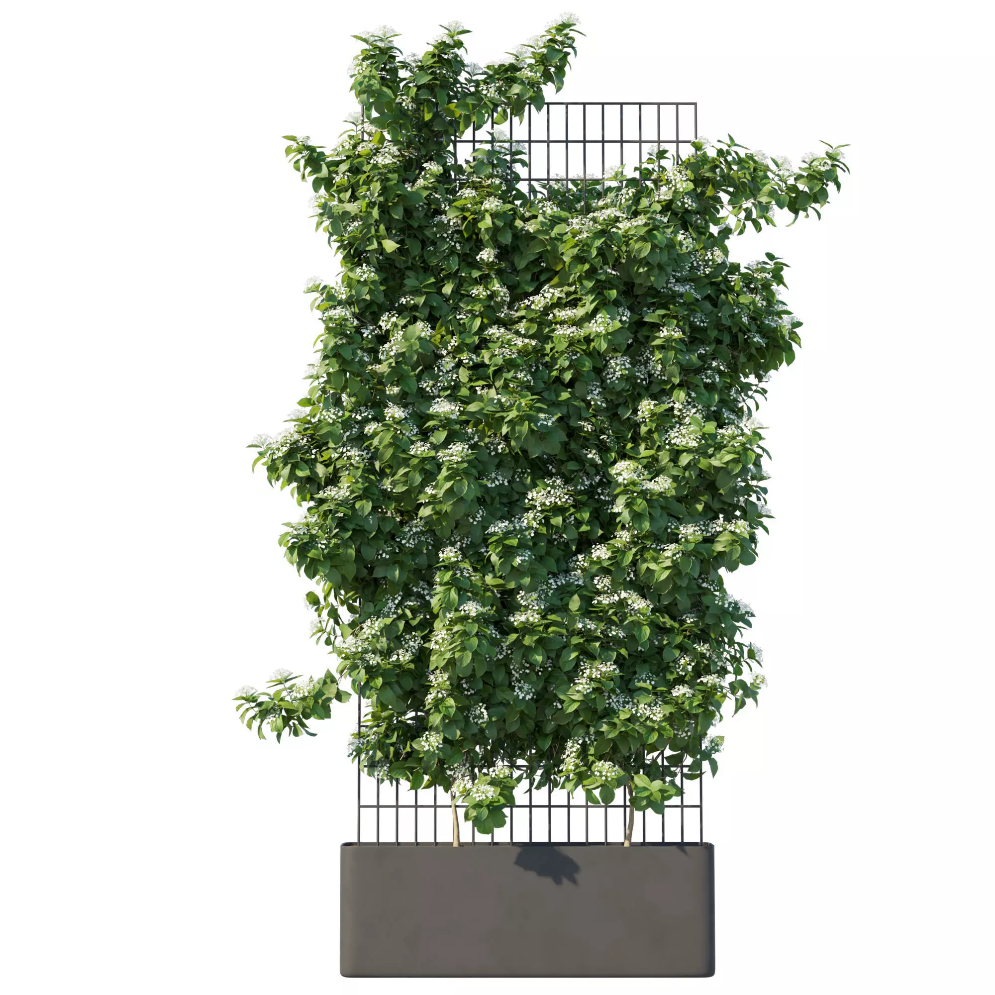 Climbing Hydrangea 3D model